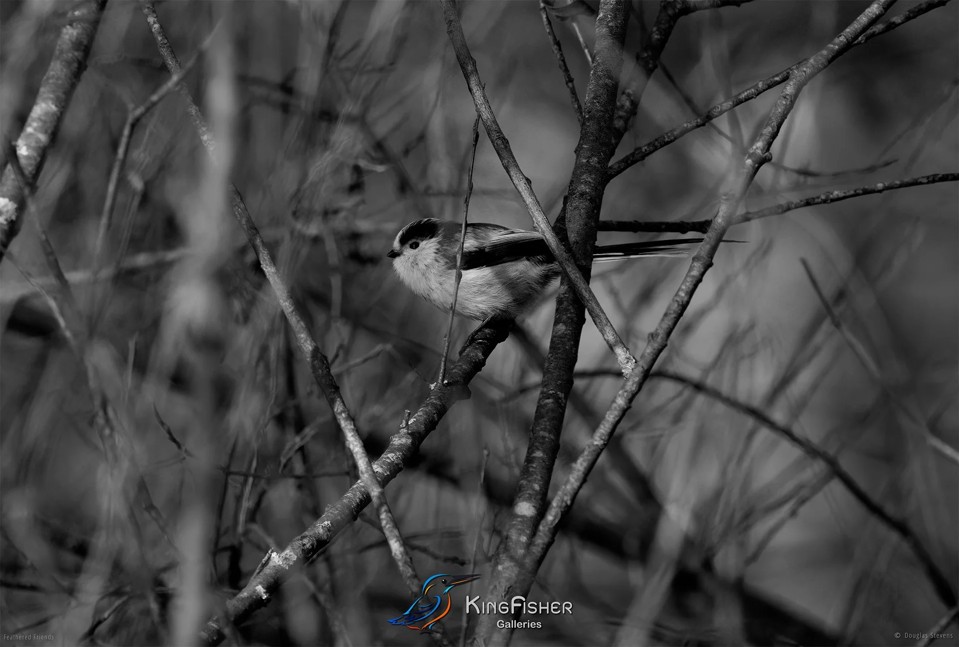 485_DST_Birds_2025_Long-Tailed_Tit_L_BW.jpg