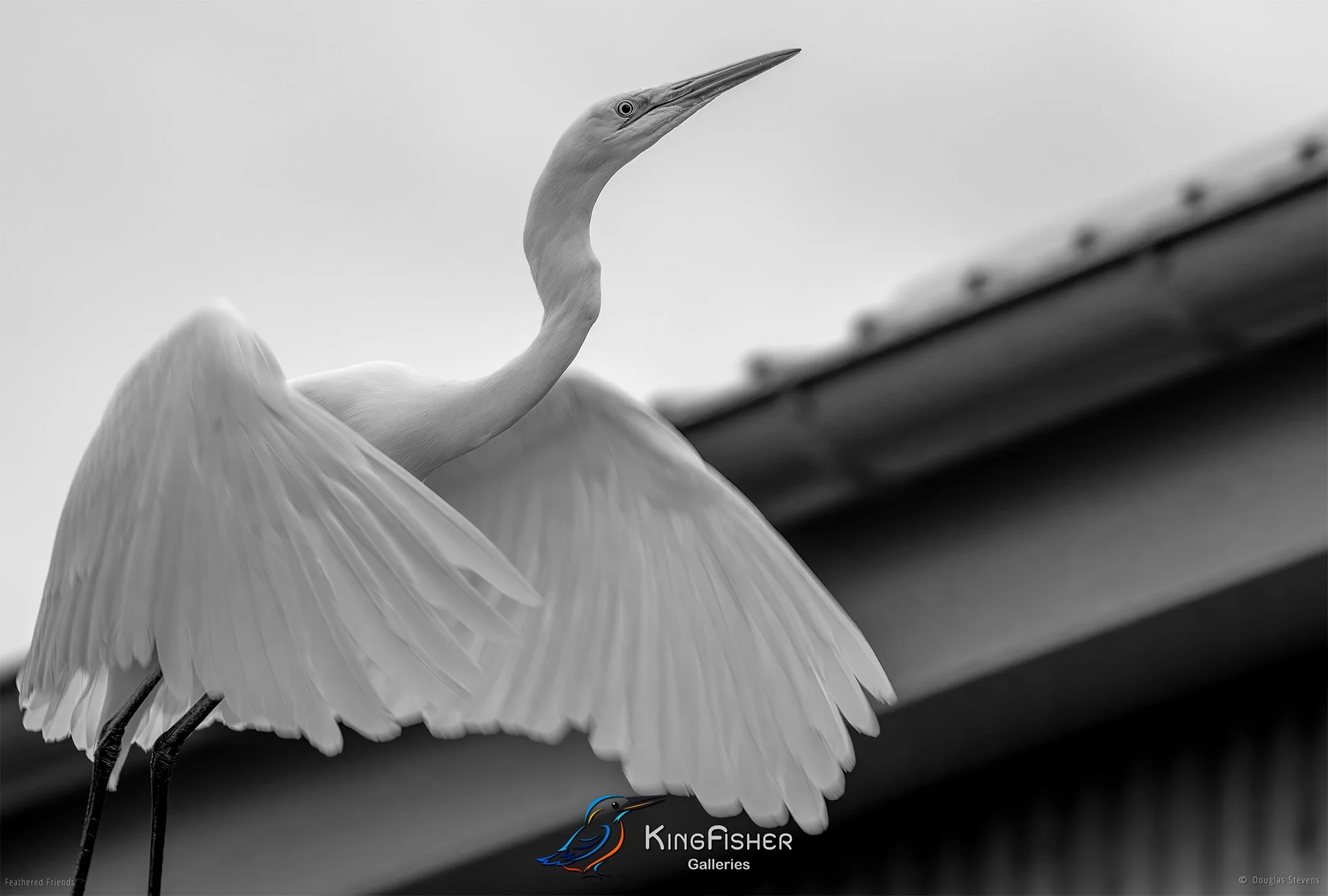 728_DST_Birds_2025_Great_Egret_L_BW.jpg