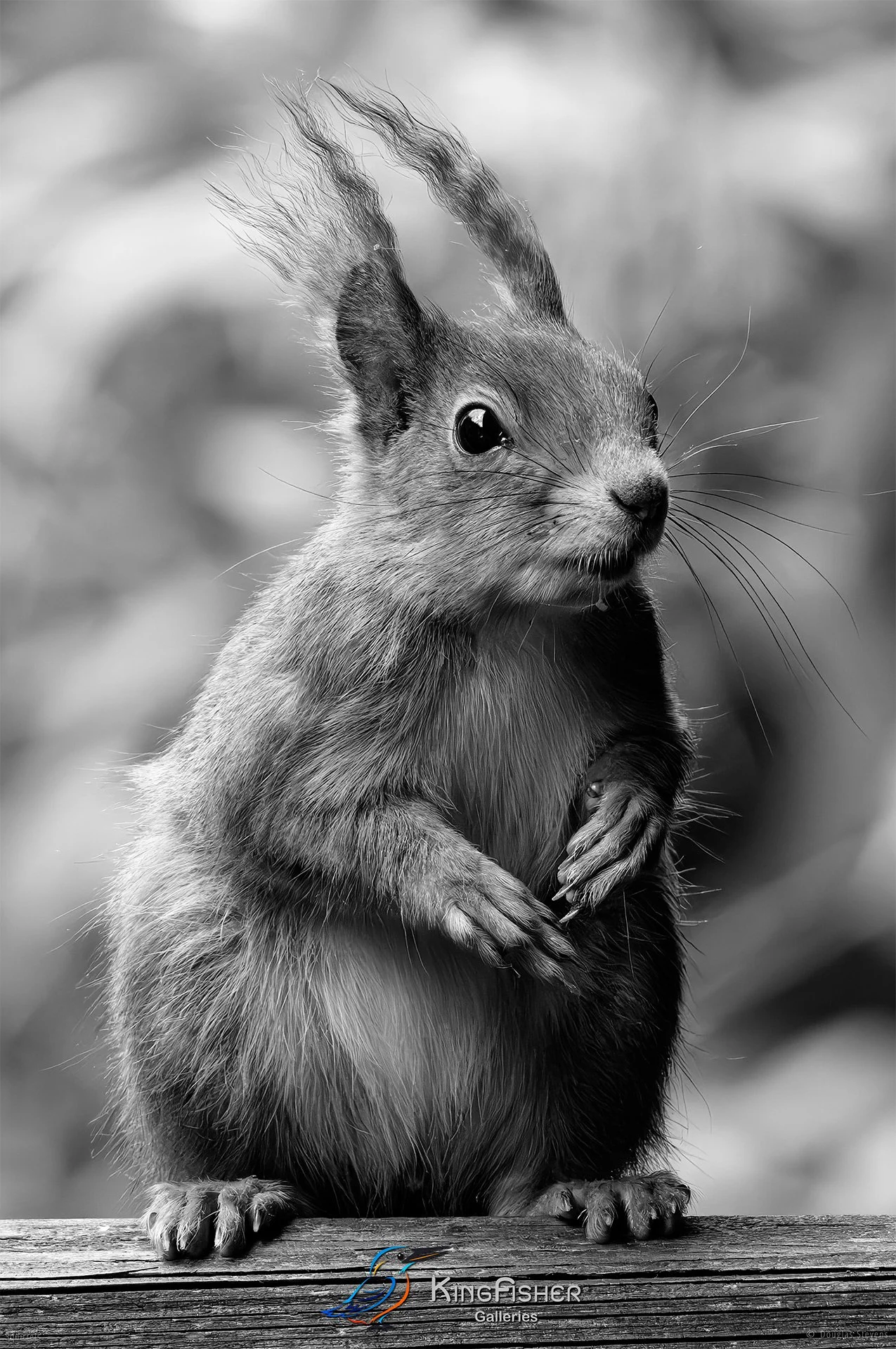 562_DST_Squirrels_Perfect_Pose_P_BW.jpg