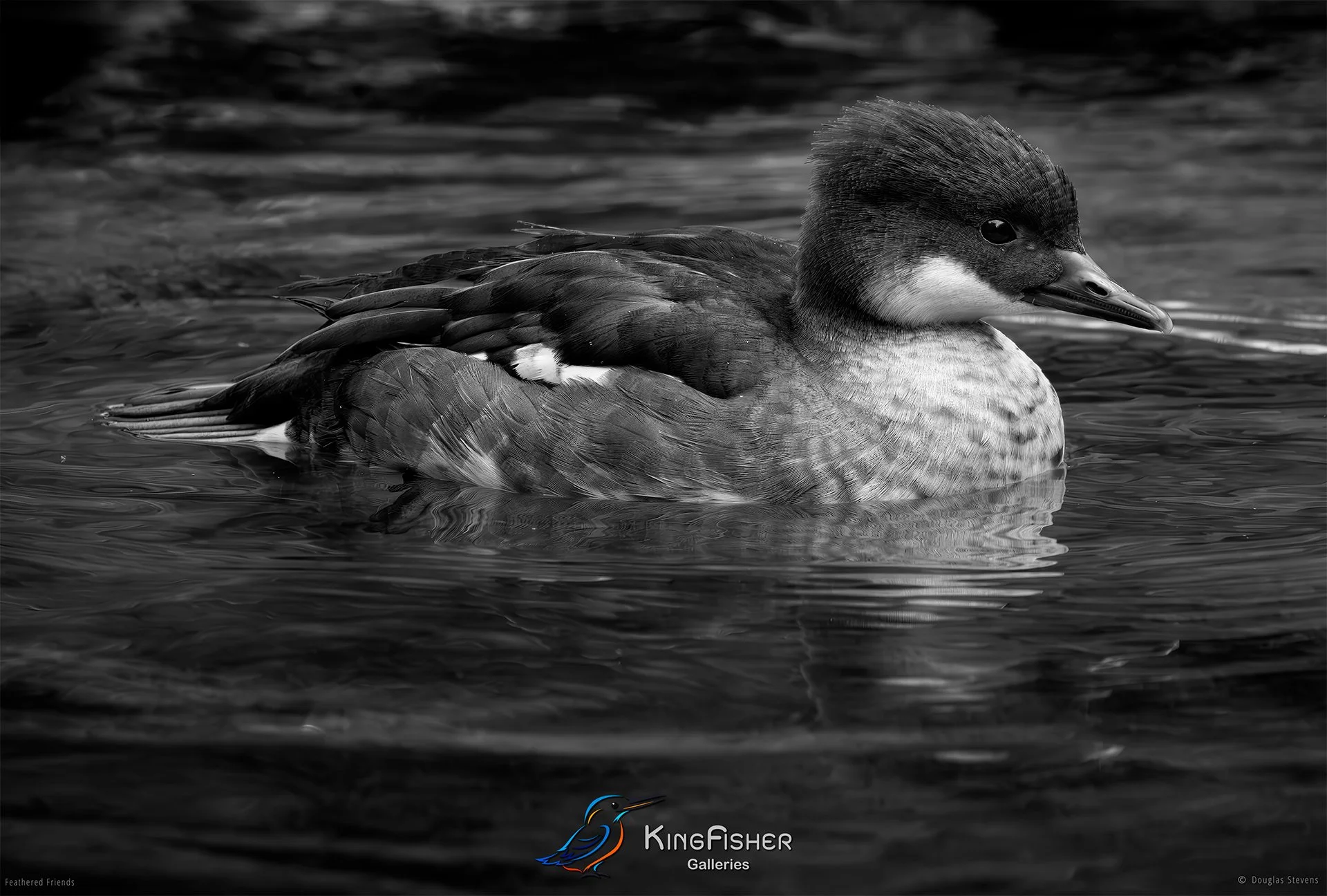 514_DST_Birds_2025_Smew_Duck_L_BW.jpg