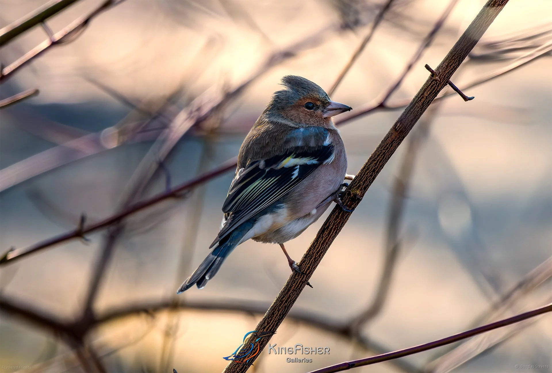 455_DST_Birds_2025_Eurasian_Chaffinch_L.jpg