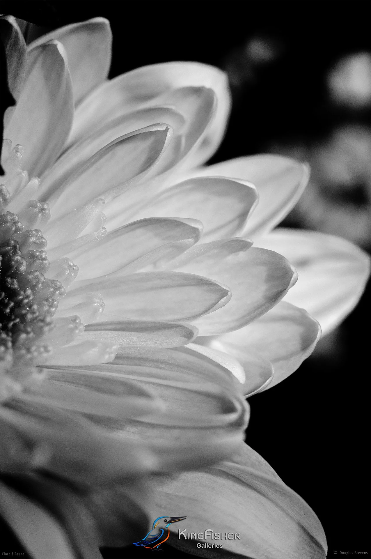 011_DST_Flora_Fauna_2008_Chrysanthemum_P_BW.jpg