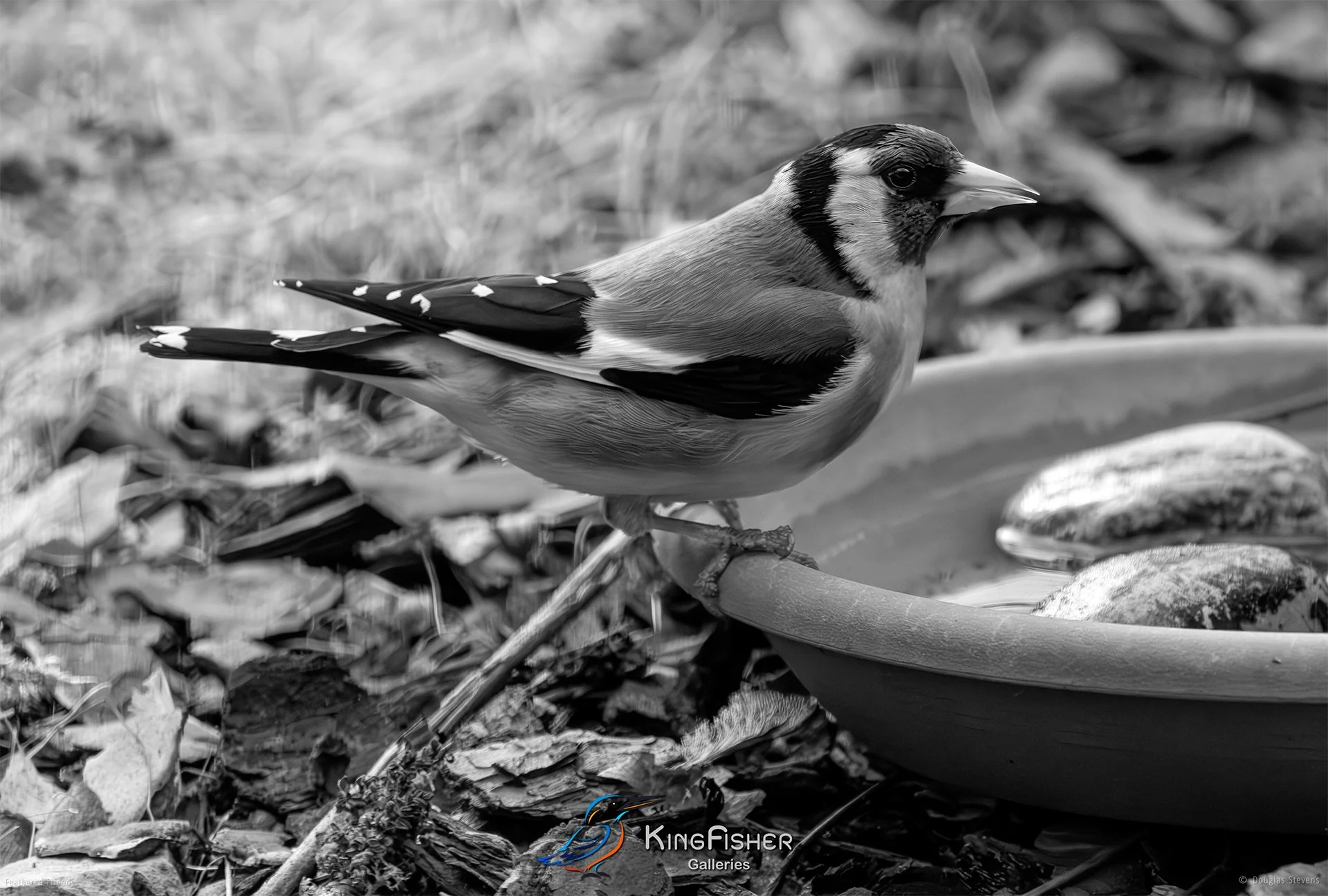 699_DST_Birds_2025_European_Goldfinch_L_BW.jpg
