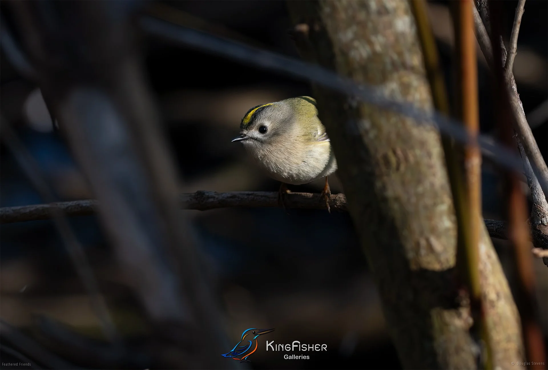 456_DST_Birds_2025_Goldcrest_Regulus_Regulus_L.jpg
