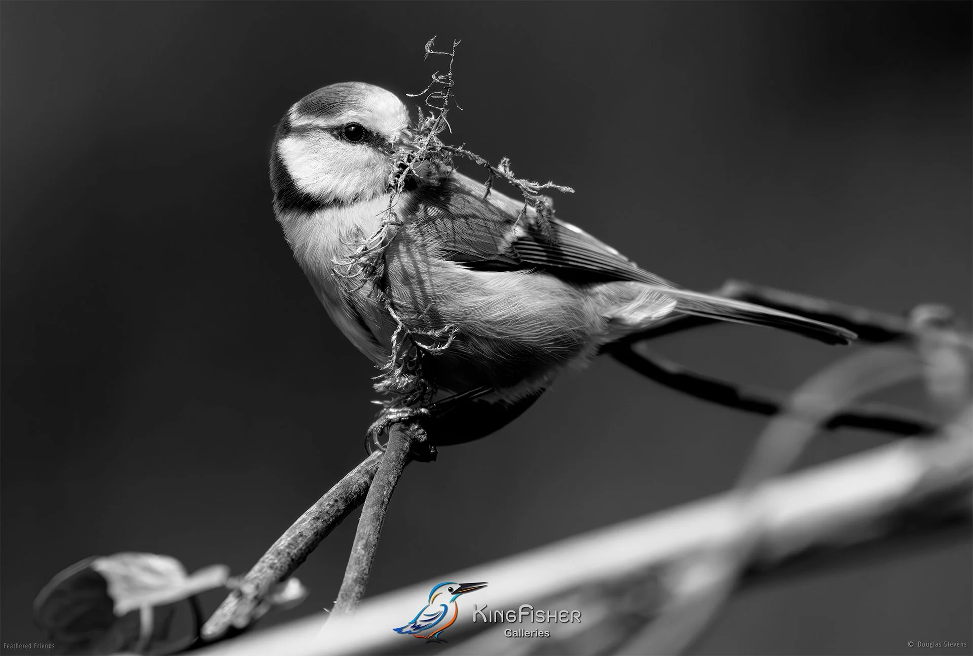 510_DST_Birds_2025_Blue_Tit_Collecting_Lichen_L_BW.jpg
