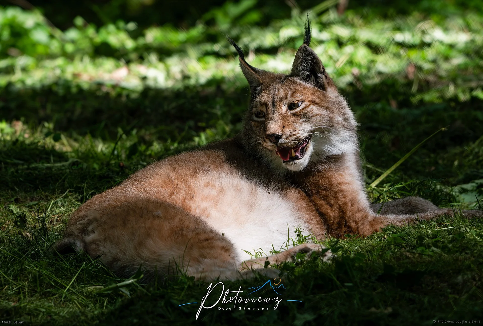 281_DST_Animals_Eurasian_Lynx_L.jpg