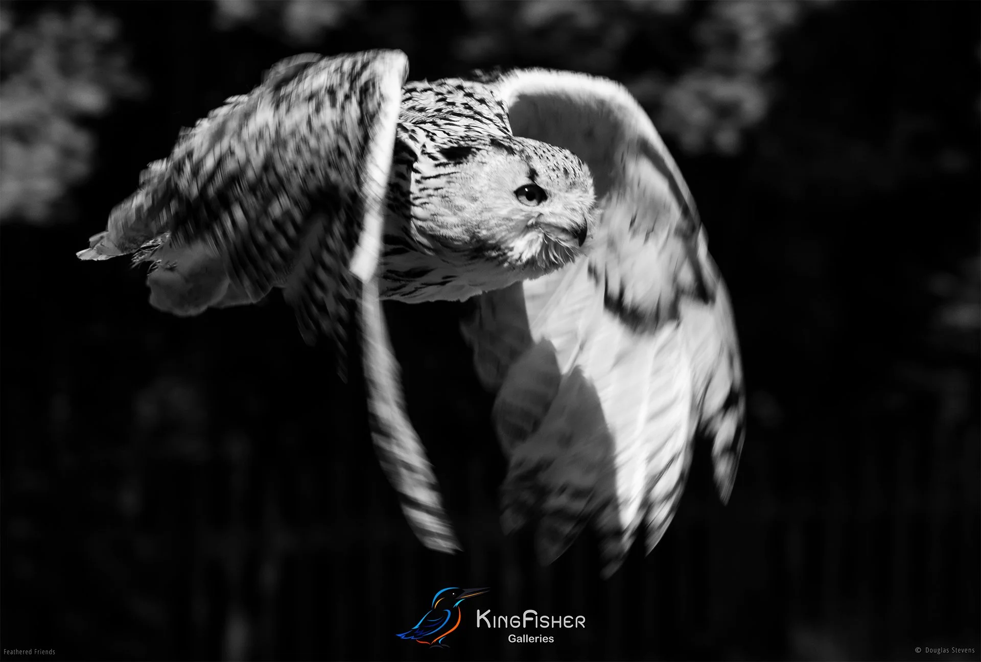 556_DST_Birds_2025_Eurasian_Eagle_Owl_L_BW.jpg