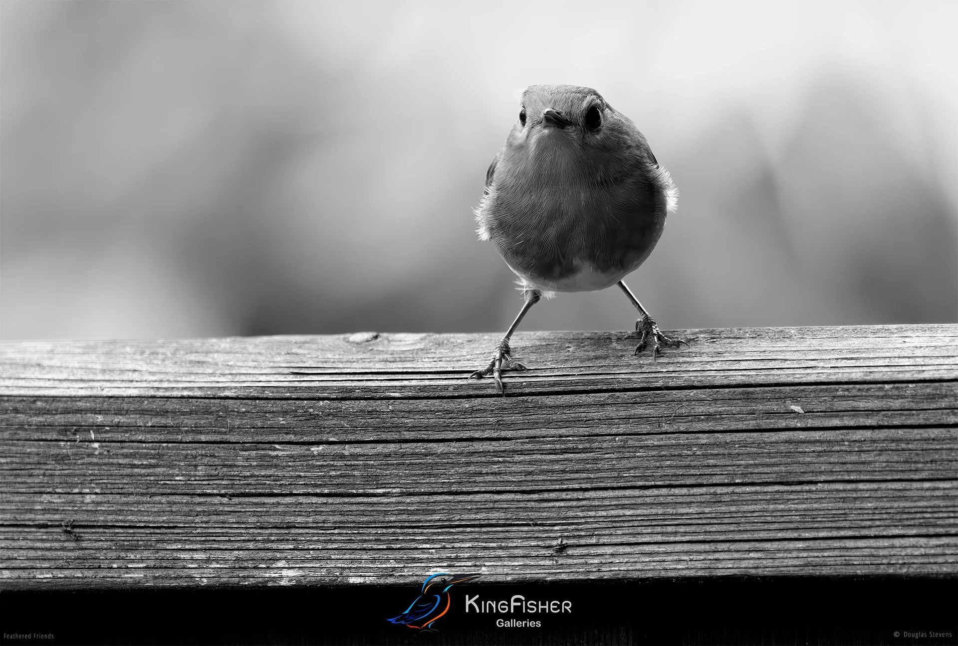534_DST_Birds_2025_Robin_Head_On_L_BW.jpg
