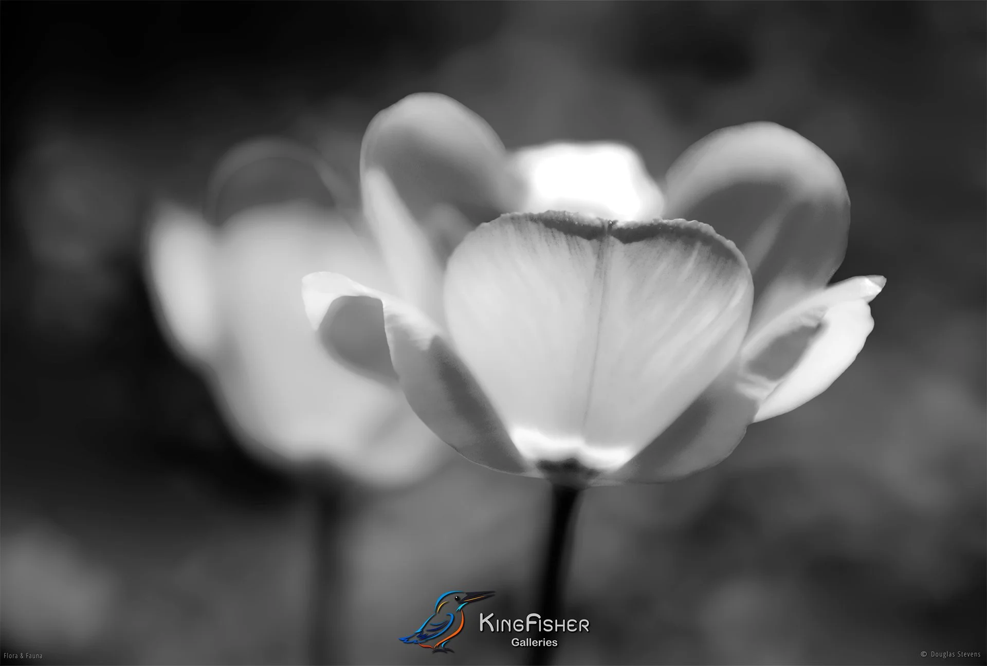 047_DST_Flora_Fauna_2010_Poppies_L_BW.jpg