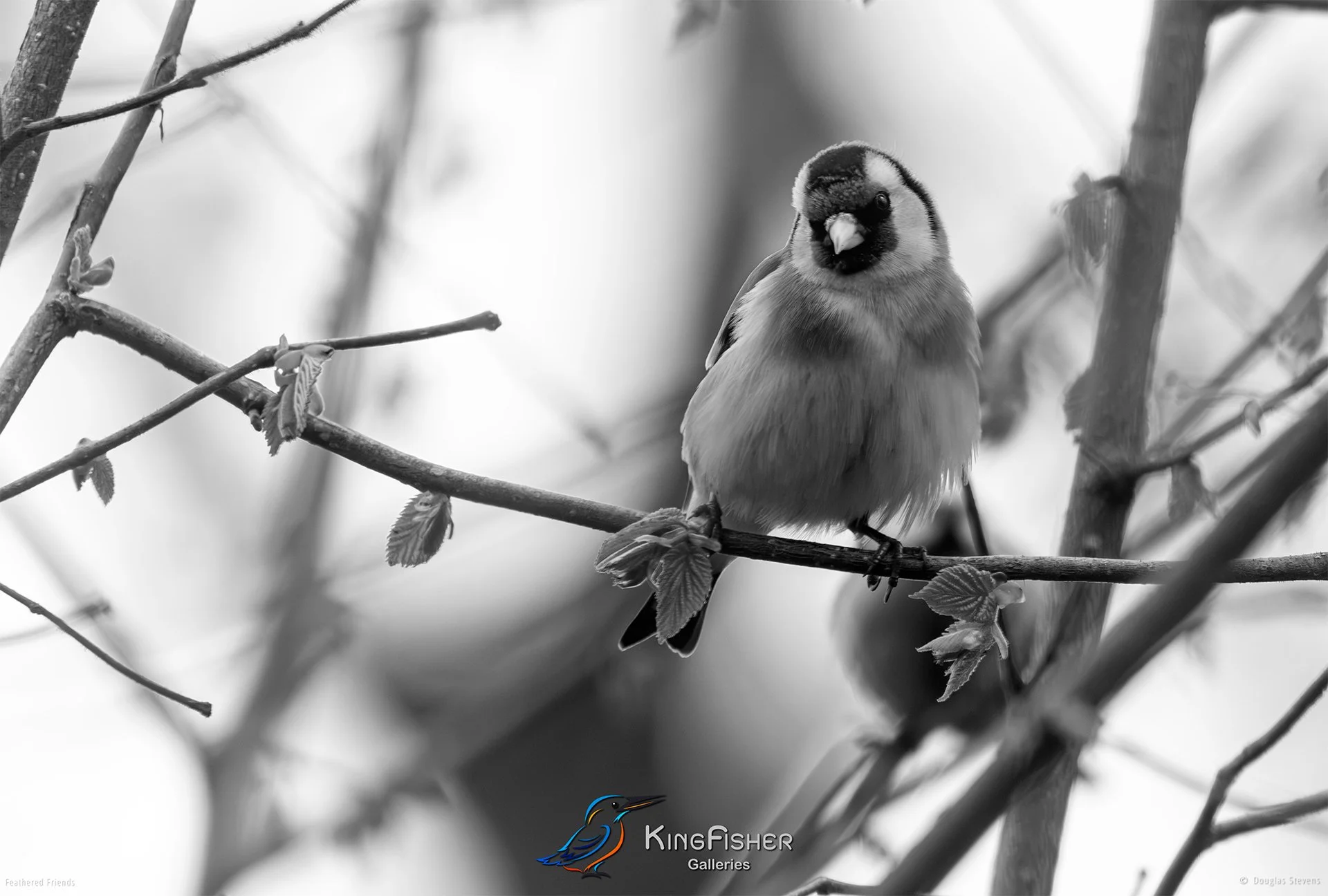 520_DST_Birds_2025_European_Goldfinch_L_BW.jpg