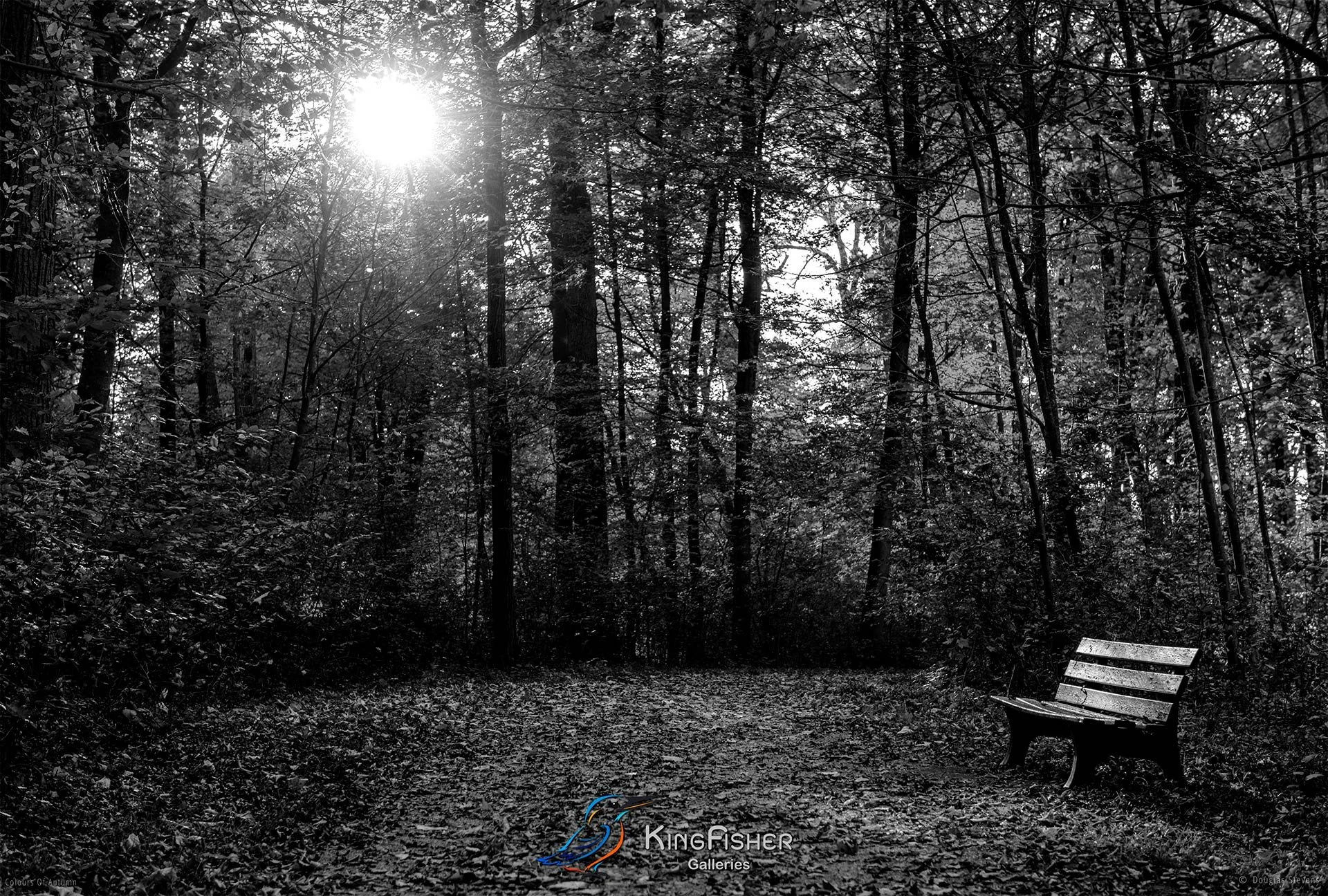 074_DST_Colours_Of_Autumn_L_BW.jpg