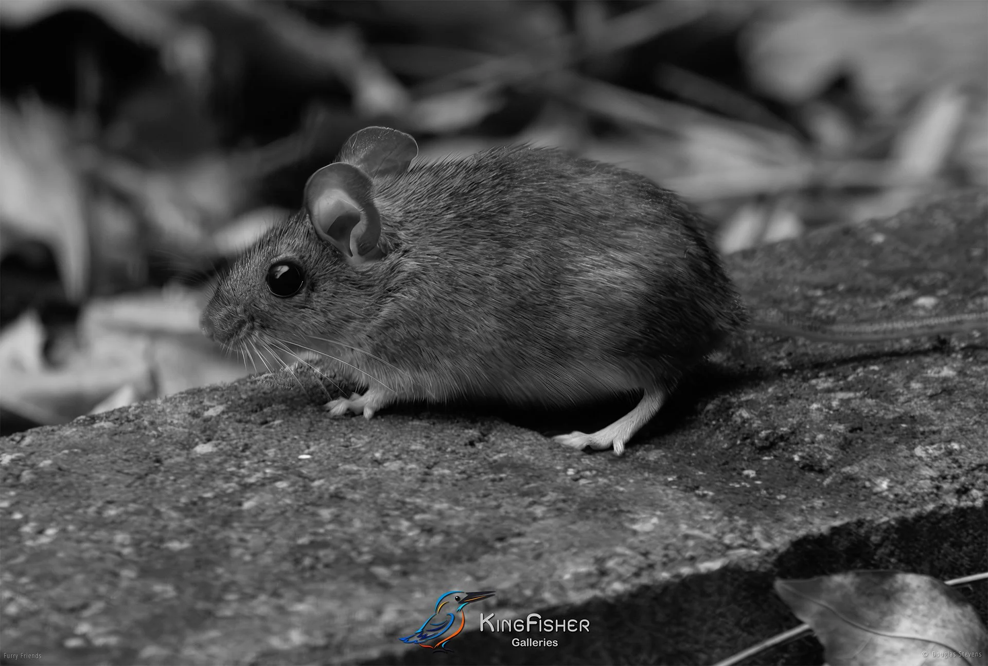 273_DST_Animals_Mouse_Pad_L_BW.jpg