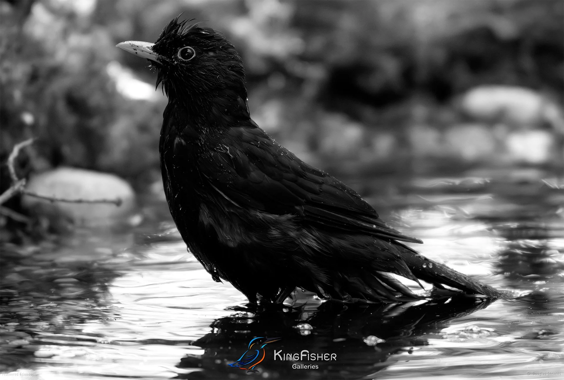 655_DST_Birds_2025_Blackbird_Bathday_L_BW.jpg