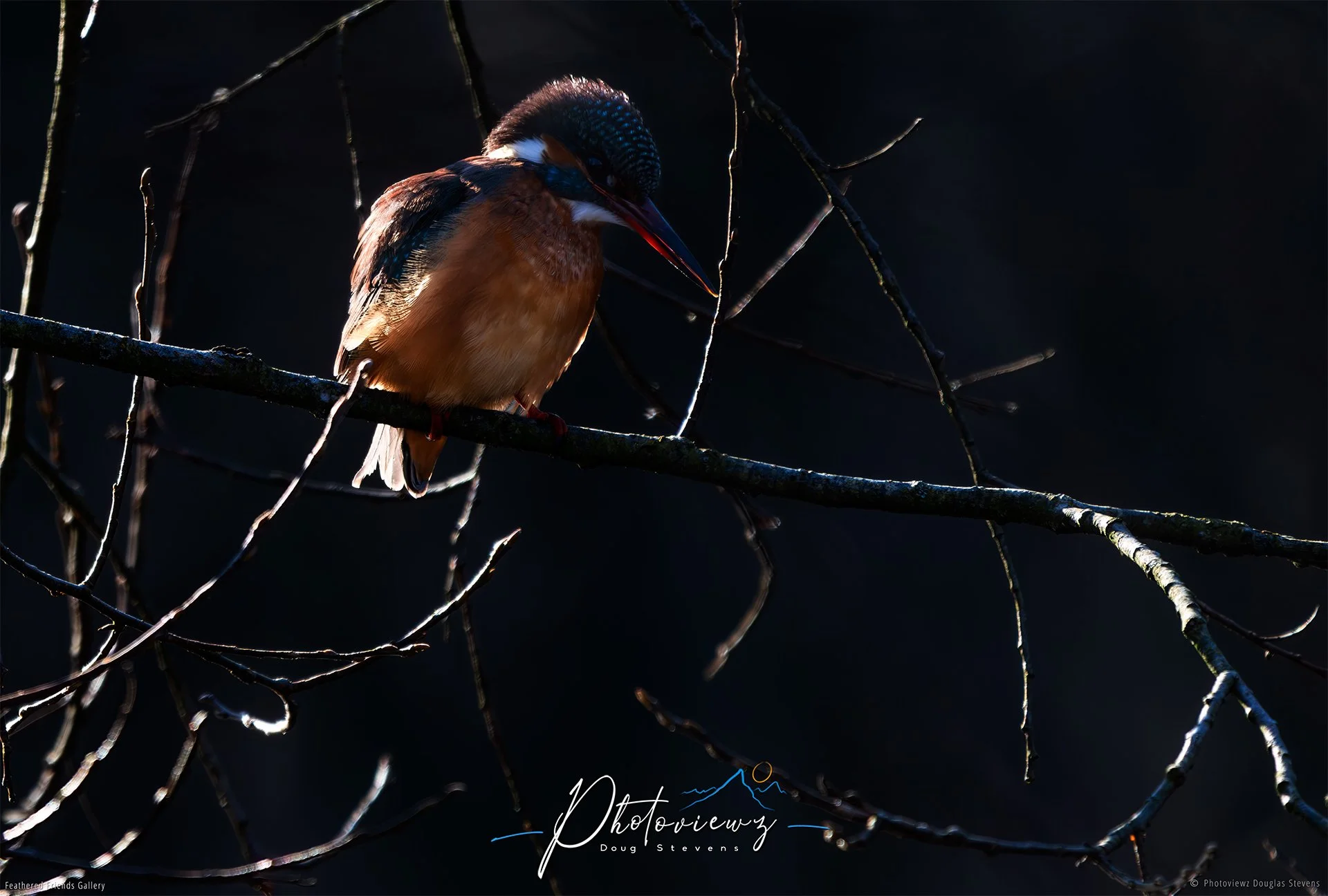 416_DST_Birds_2025_Kingfisher_Backlit_L.jpg