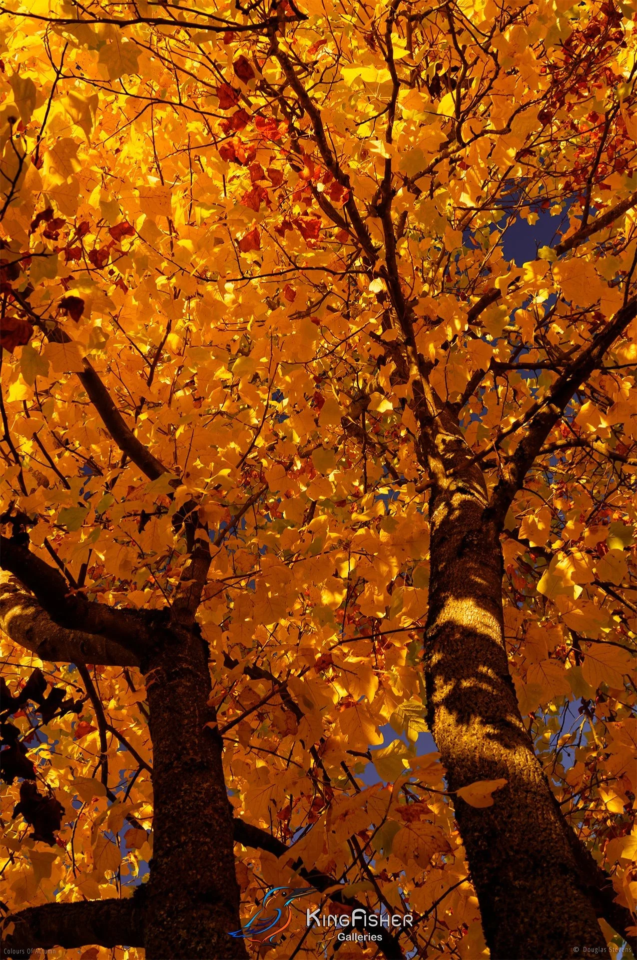 034_DST_Colours_Of_Autumn_P.jpg