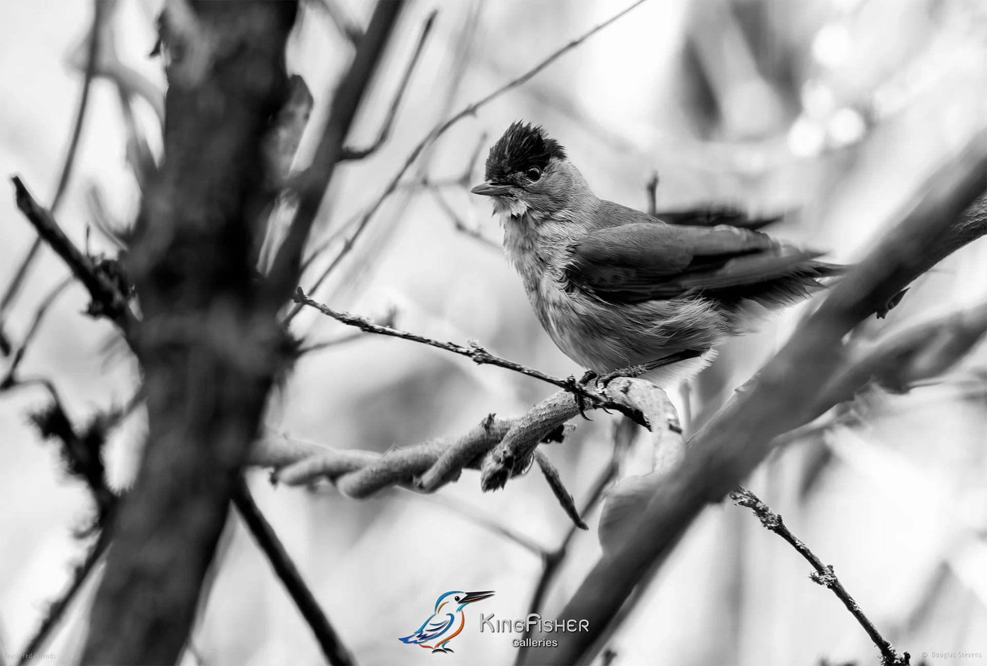 522_DST_Birds_2025_Eurasian_Blackcap_L_BW.jpg