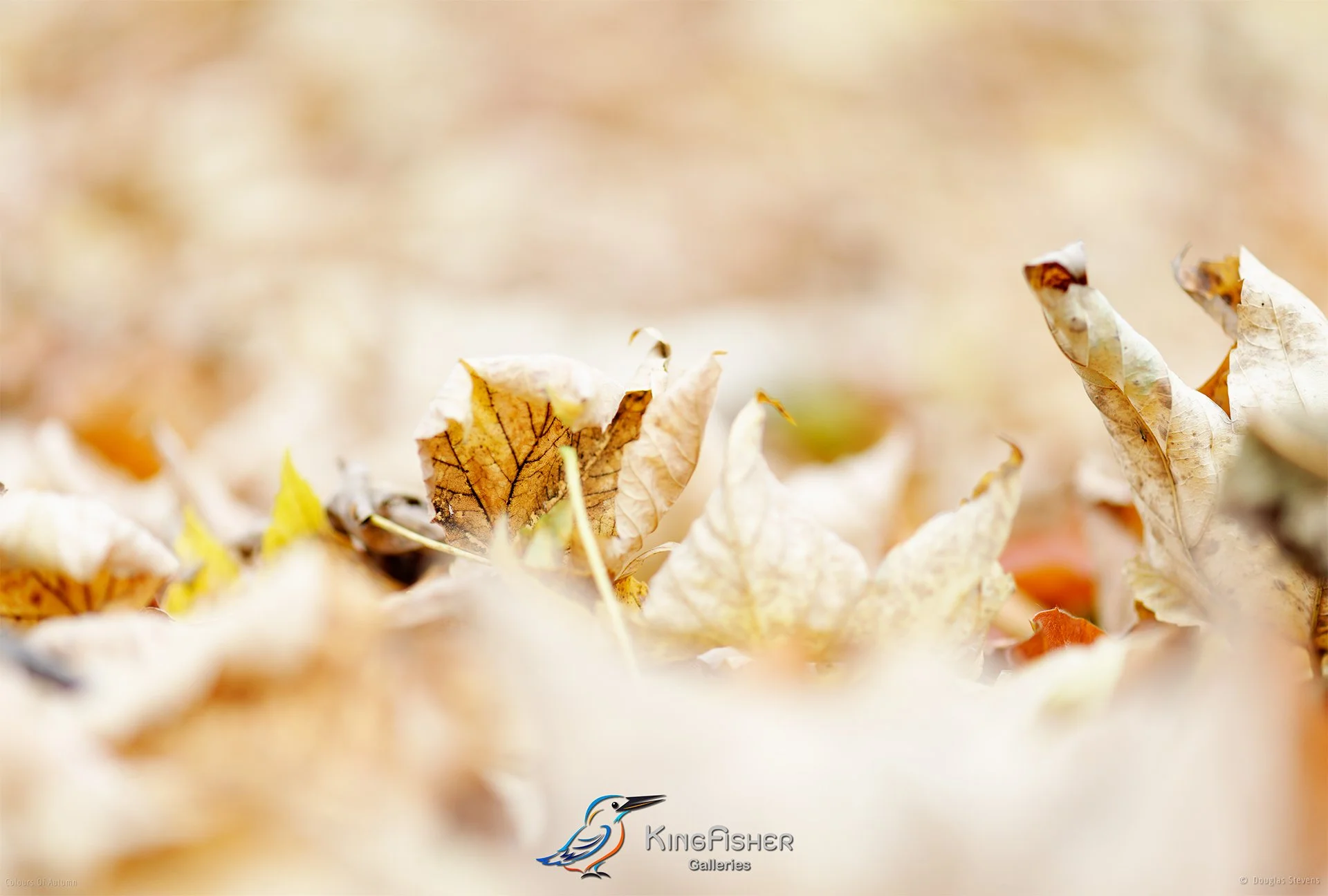 015_DST_Colours_Of_Autumn_L.jpg