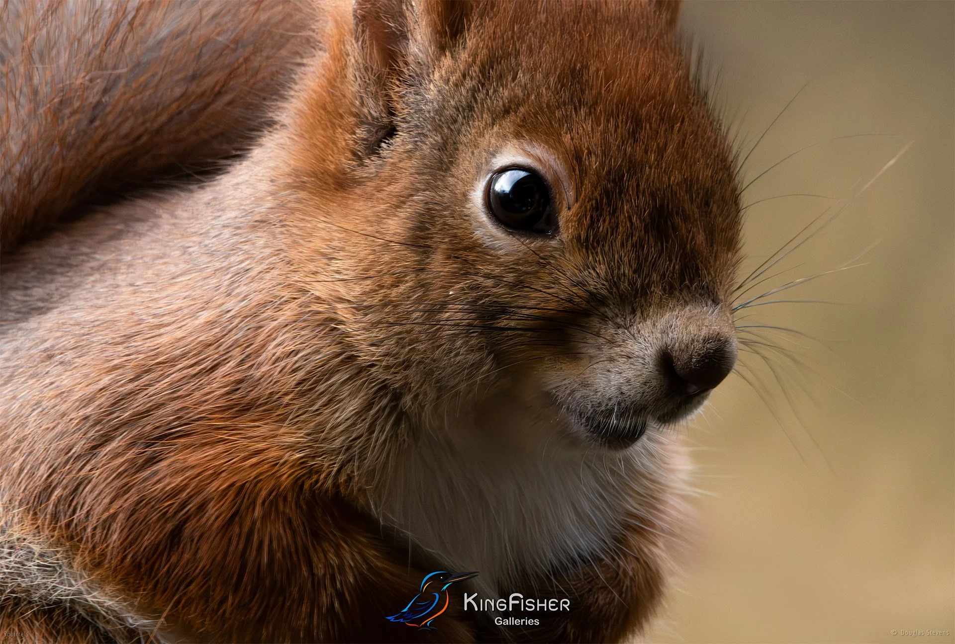 573_DST_Squirrels_Closeup_L.jpg