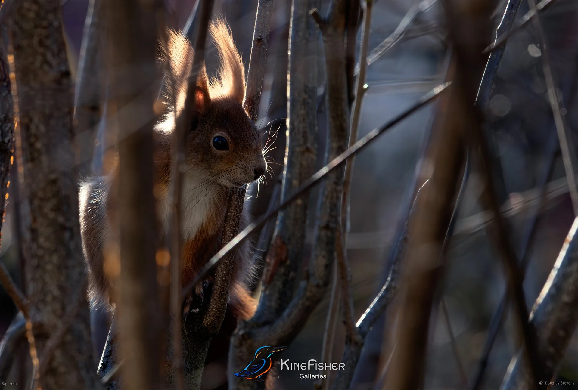 552_DST_Squirrels_Perfect_Camo_L.jpg