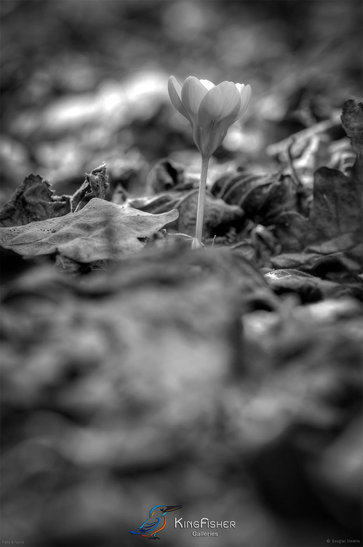 075_DST_Flora_Fauna_2011_New_Life_P_BW.jpg