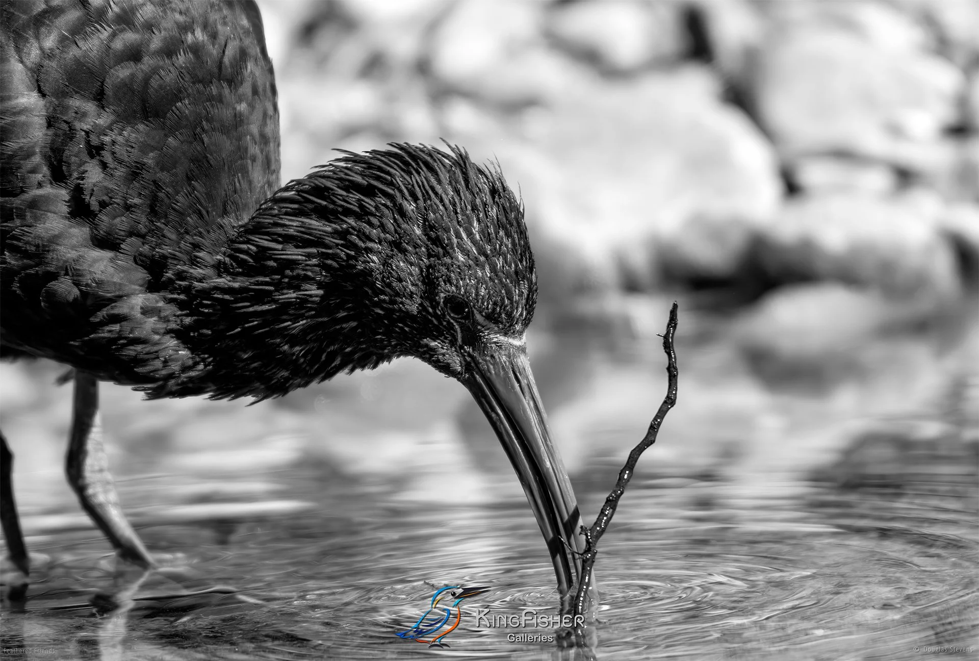 610_DST_Birds_2025_Glossy_Ibis_Fishing_L_BW.jpg
