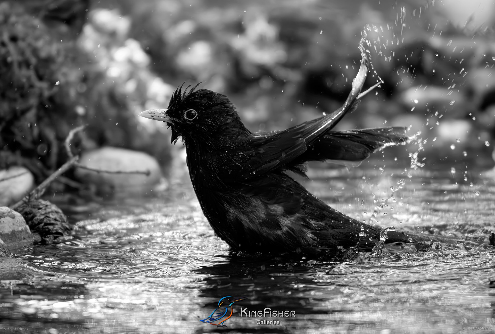 656_DST_Birds_2025_Blackbird_Bathday_L_BW.jpg
