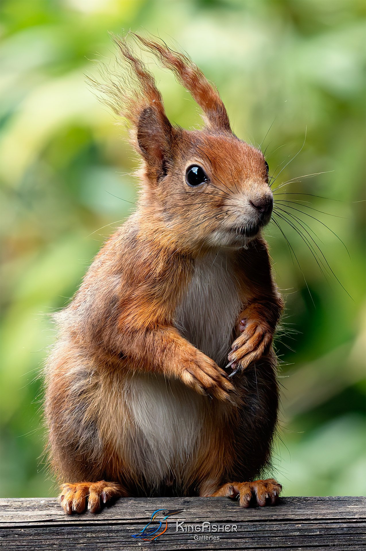 562_DST_Squirrels_Perfect_Pose_P.jpg