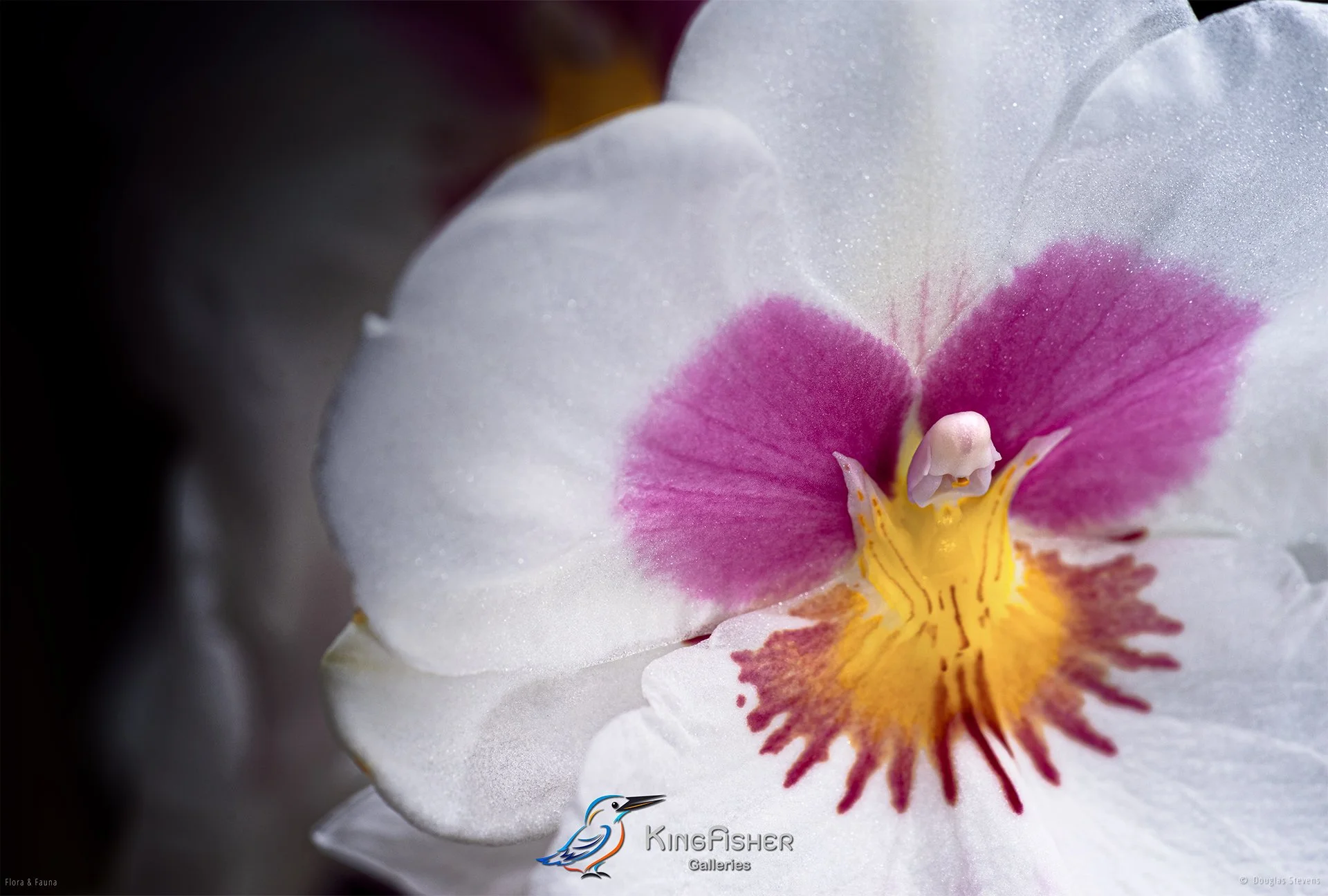 089_DST_Flora_Fauna_2013_Miltonia_Orchid_L.jpg