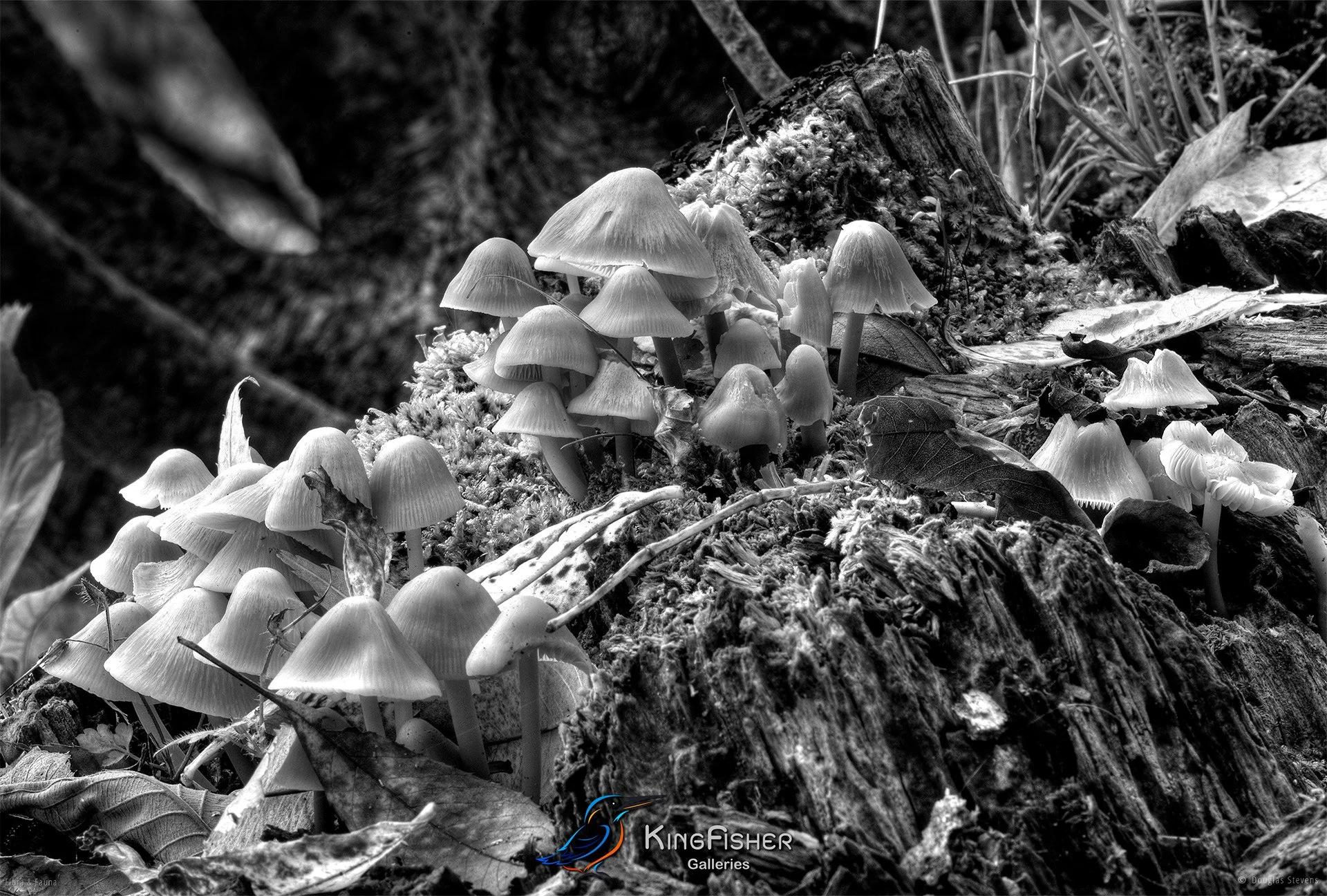 042_DST_Flora_Fauna_2009_Mushroom_Gathering_L_BW.jpg