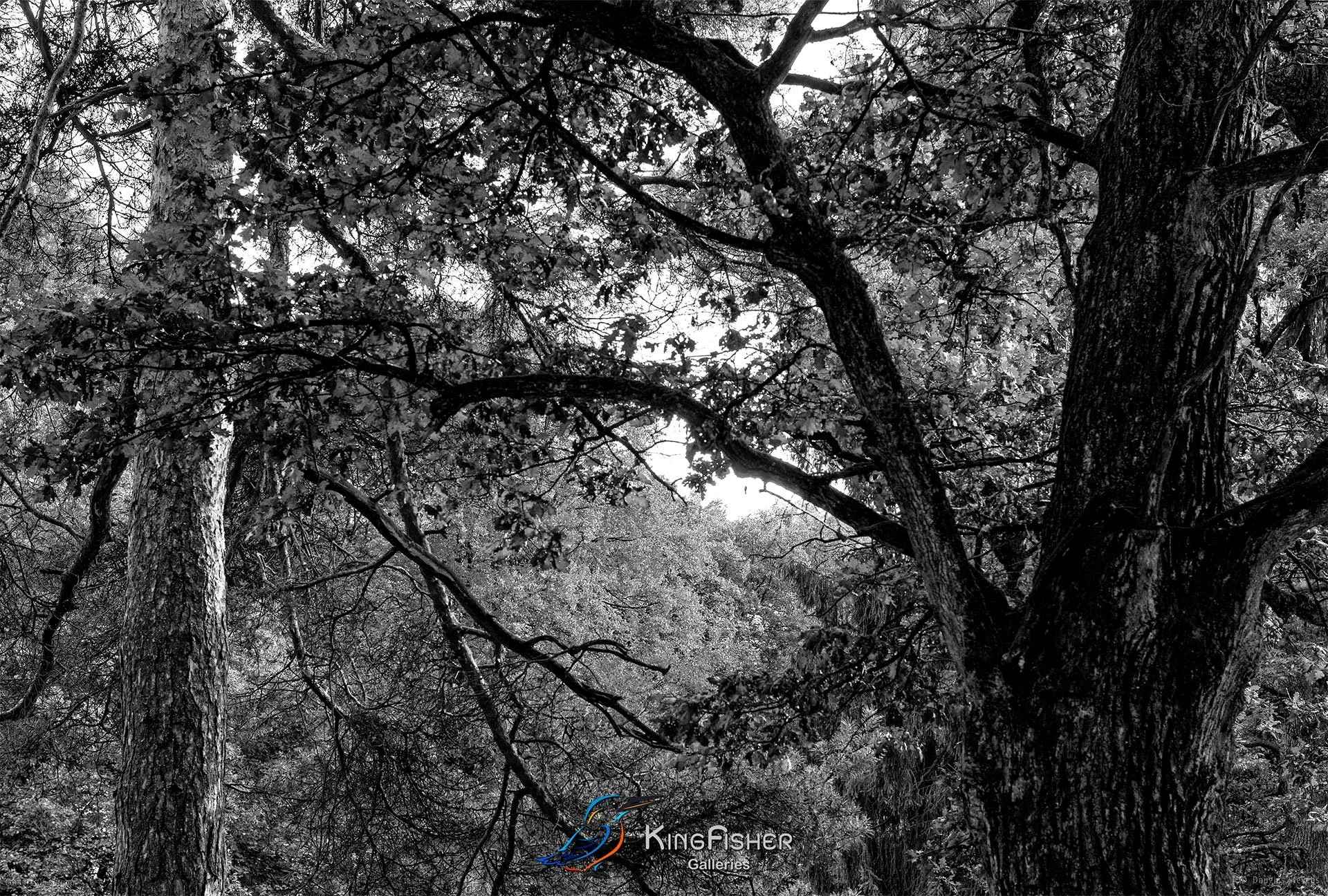 023_DST_Colours_Of_Autumn_L_BW.jpg