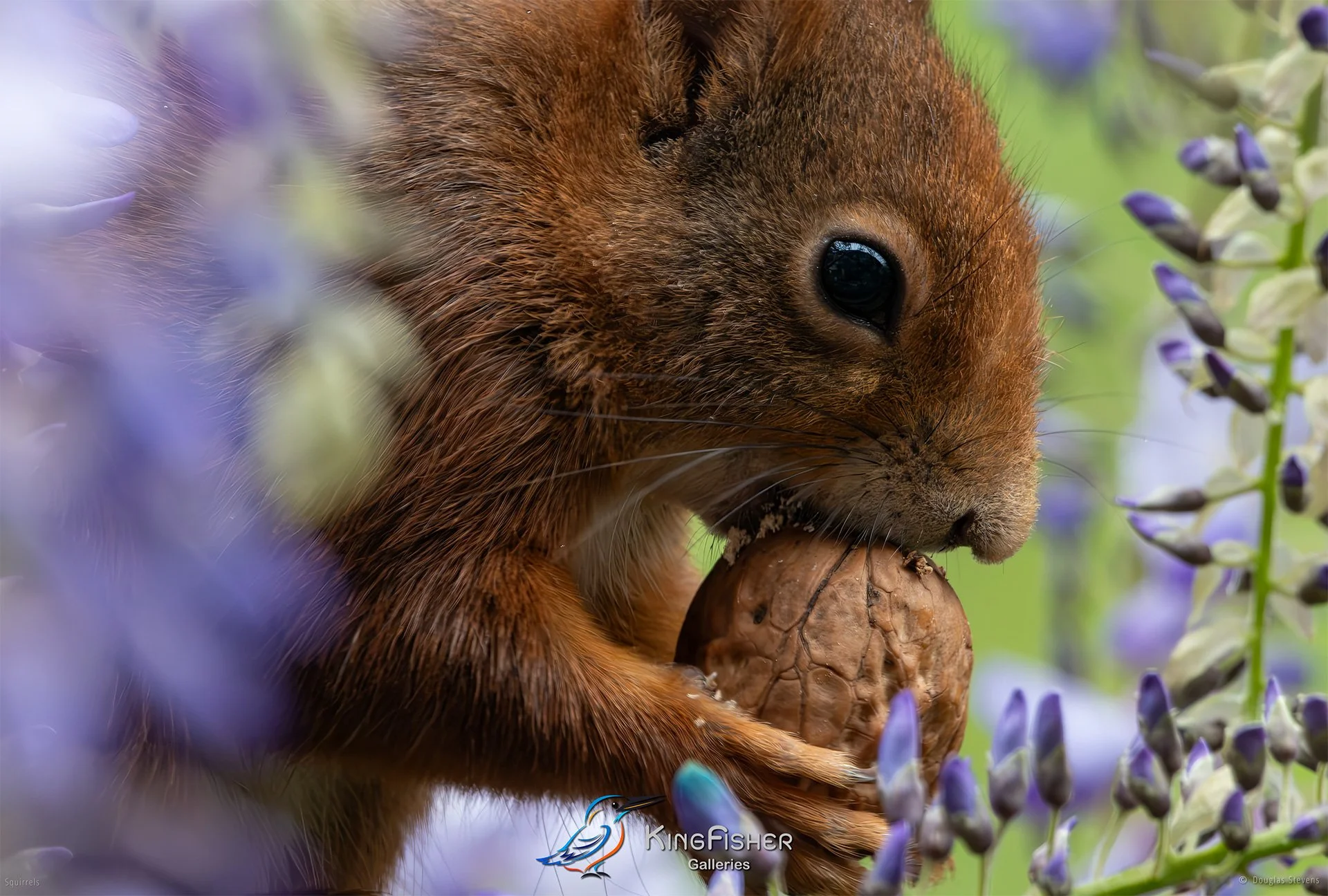 584_DST_Squirrels_Walnut_Delight_Closeup_L.jpg