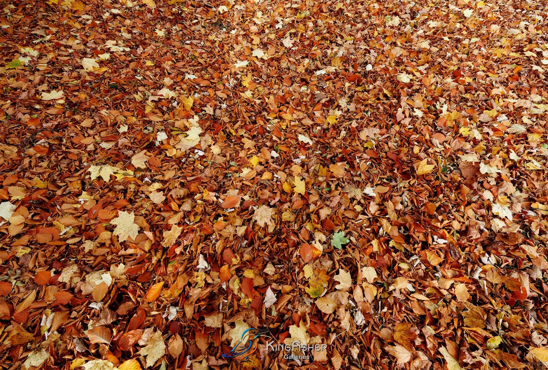 013_DST_Colours_Of_Autumn_L.jpg