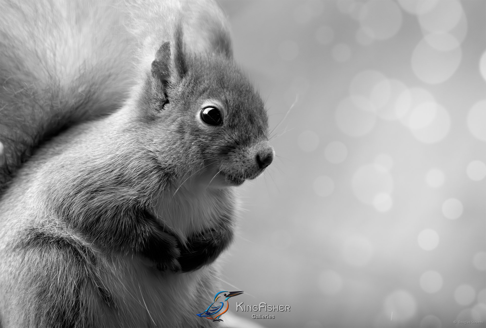 574_DST_Squirrels_Hotspot_L_BW.jpg
