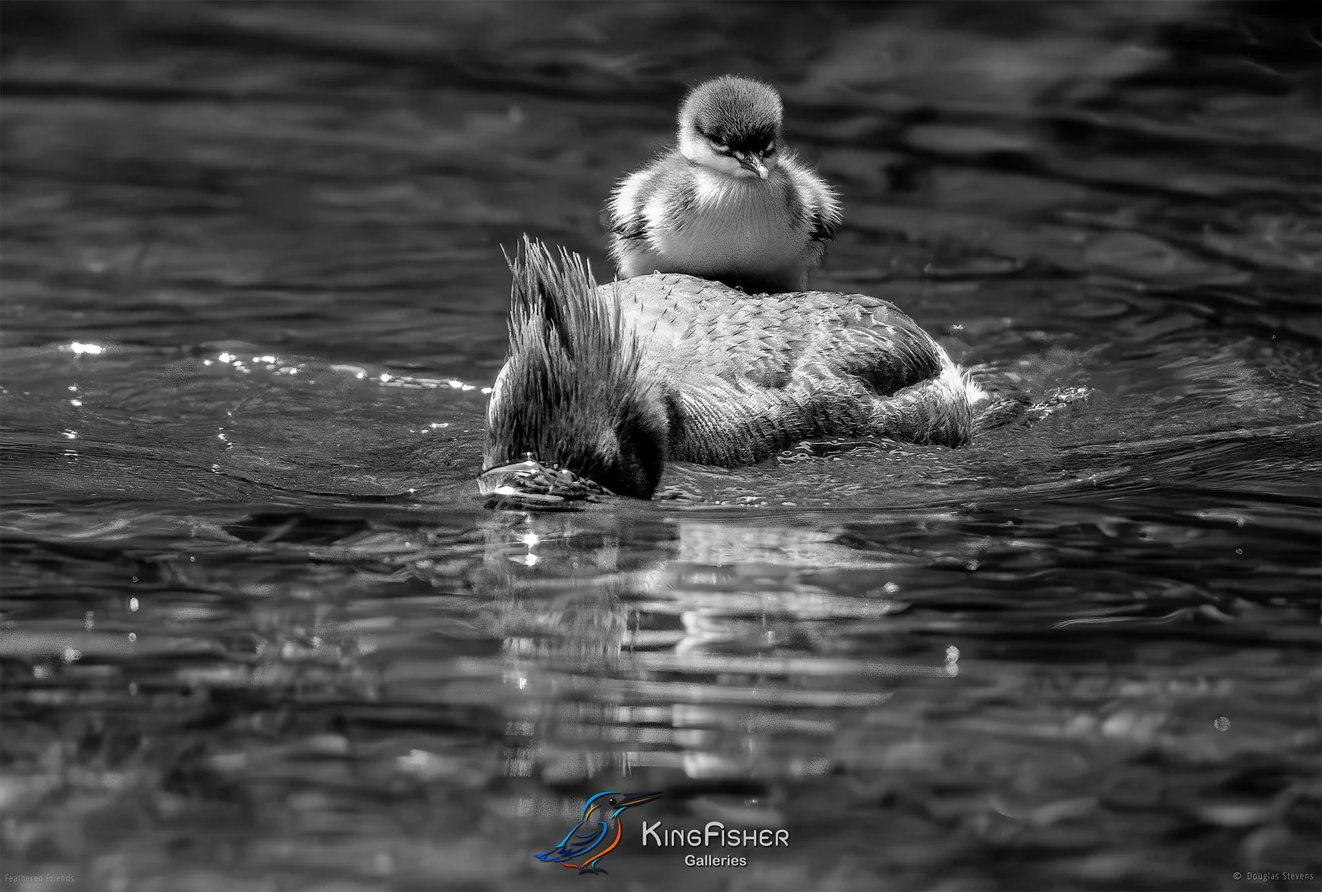 668_DST_Birds_2025_Merganser_Dredging_4_Food_L_BW.jpg