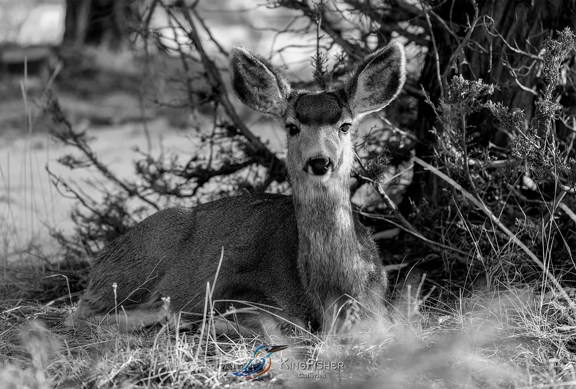 047_DST_Bryce_Canyon_NP_UT_USA_2012_L_BW.jpg