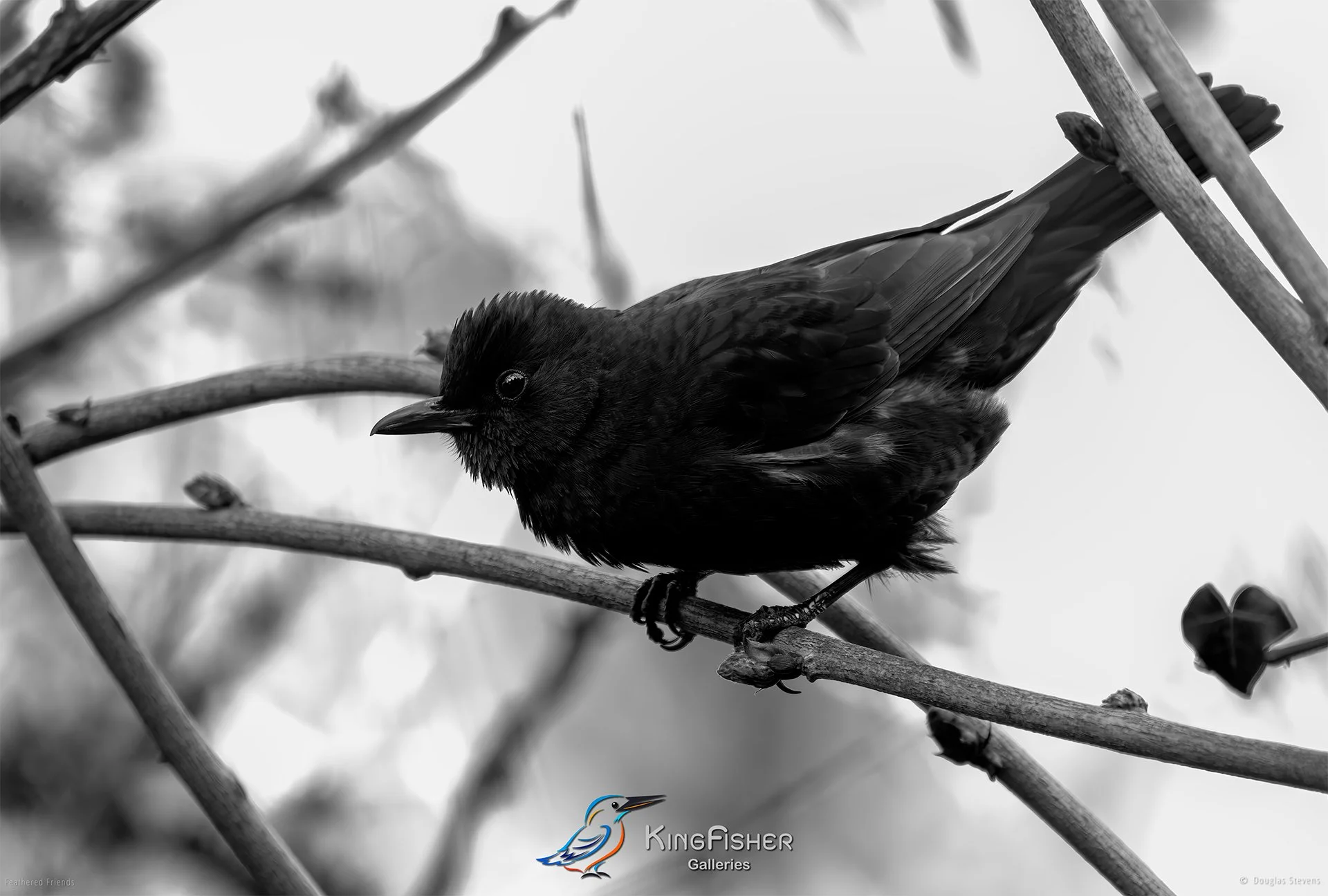 523_DST_Birds_2025_Blackbird_Ready_For_Courtship_L_BW.jpg