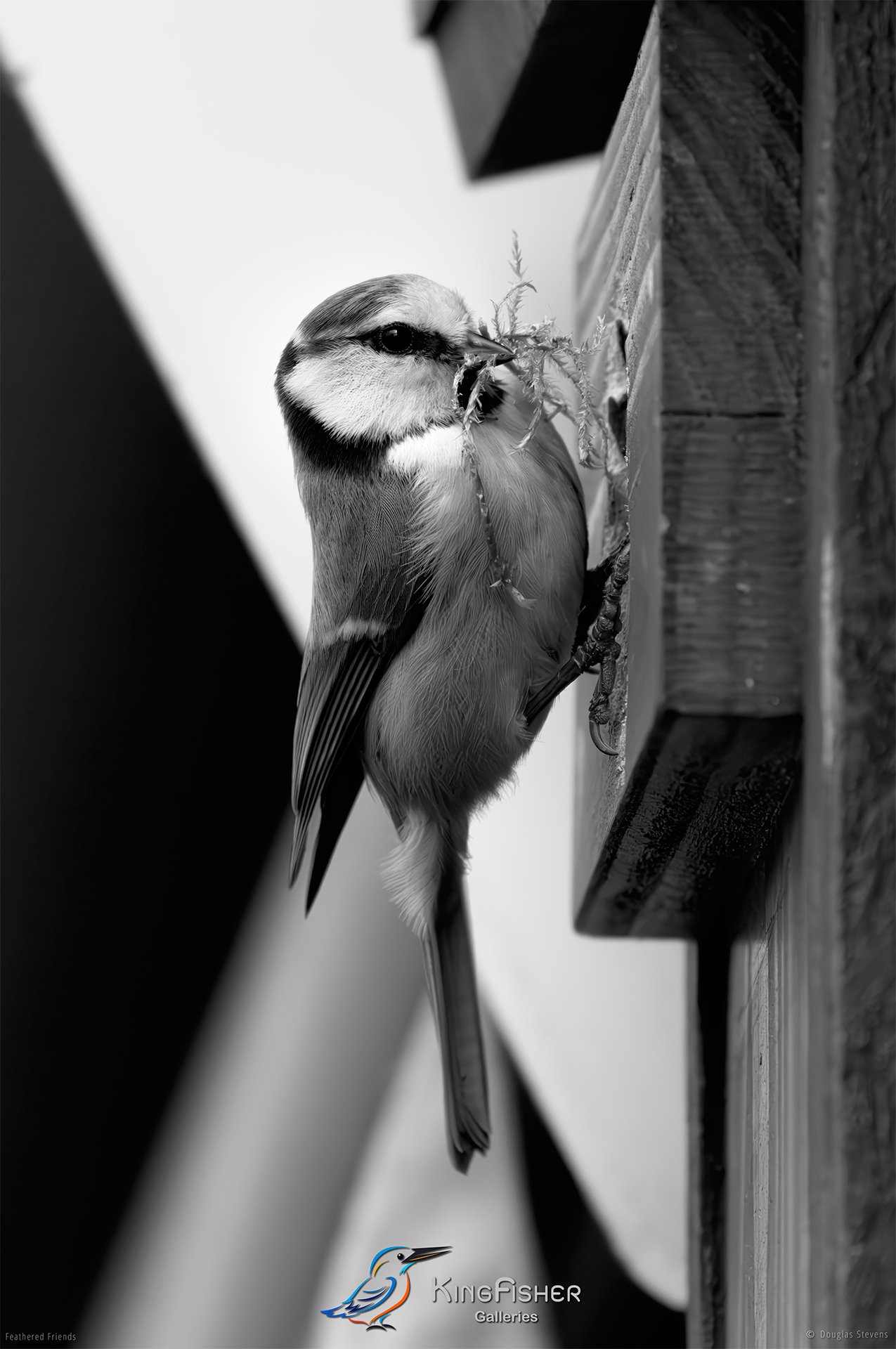 512_DST_Birds_2025_Blue_Tit_Building_Materials_P_BW.jpg