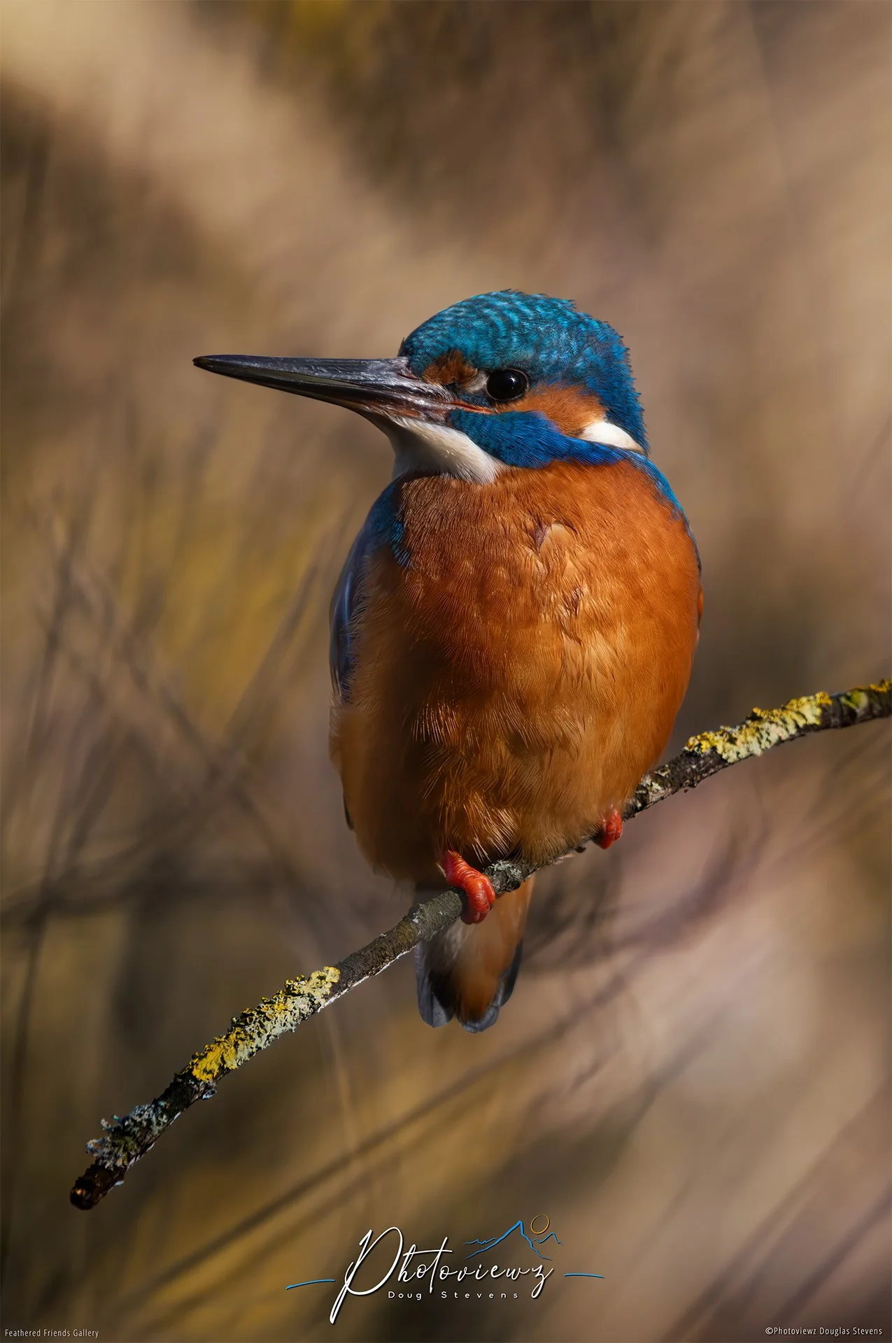 410_DST_Birds_2025_Kingfisher_P.jpg