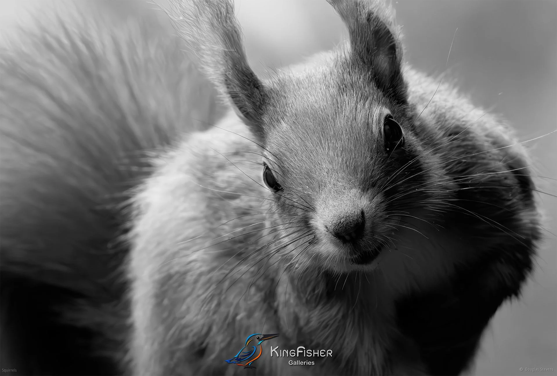 559_DST_Squirrels_Happy_As_Larry_L_BW.jpg