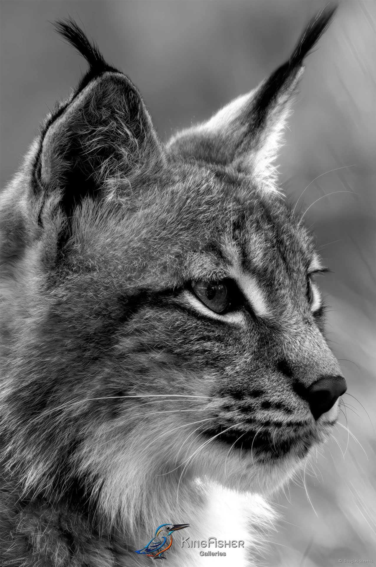 295_DST_Animals_Lynx_Profile_P_BW.jpg