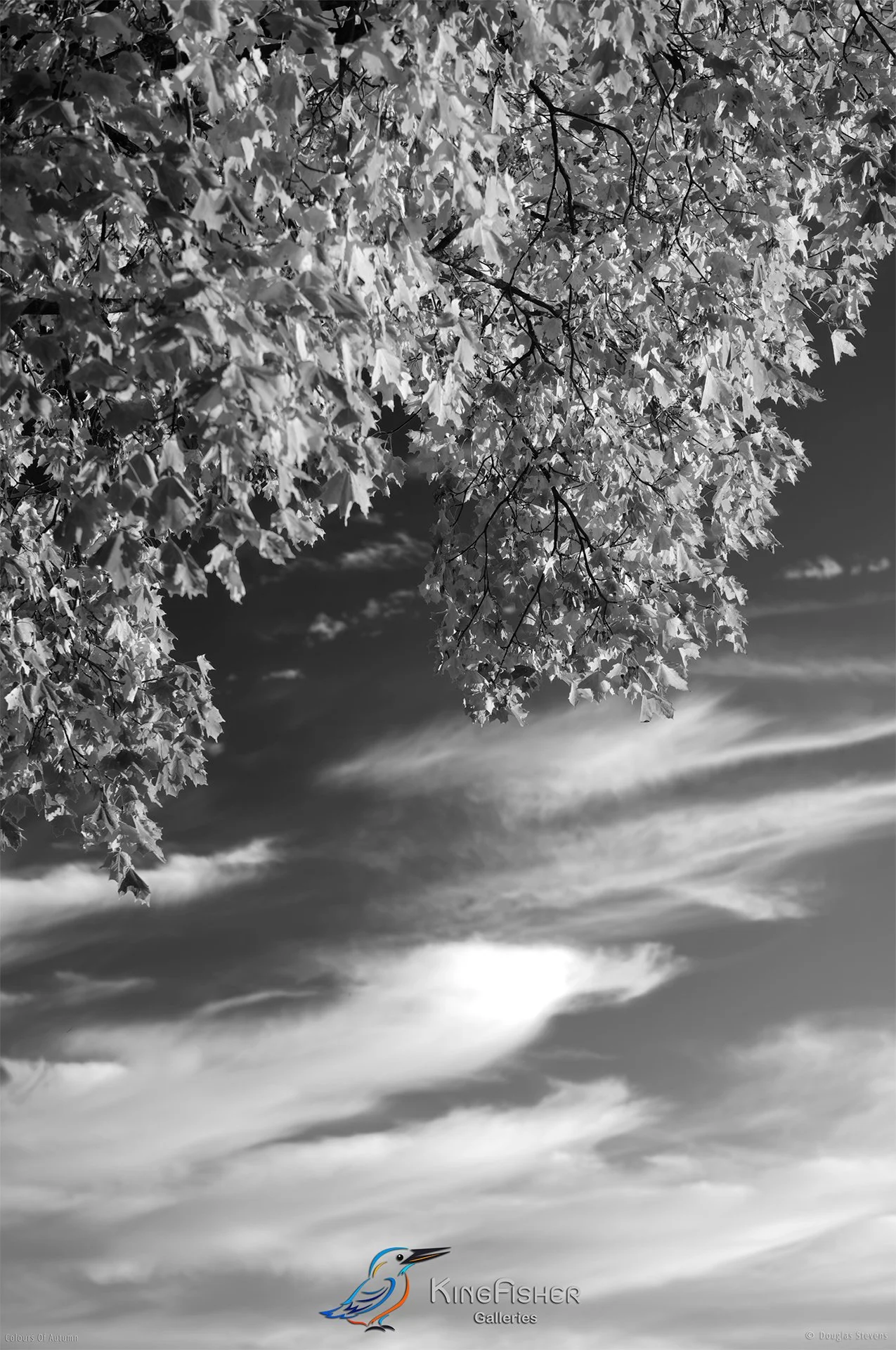 024_DST_Colours_Of_Autumn_P_BW.jpg