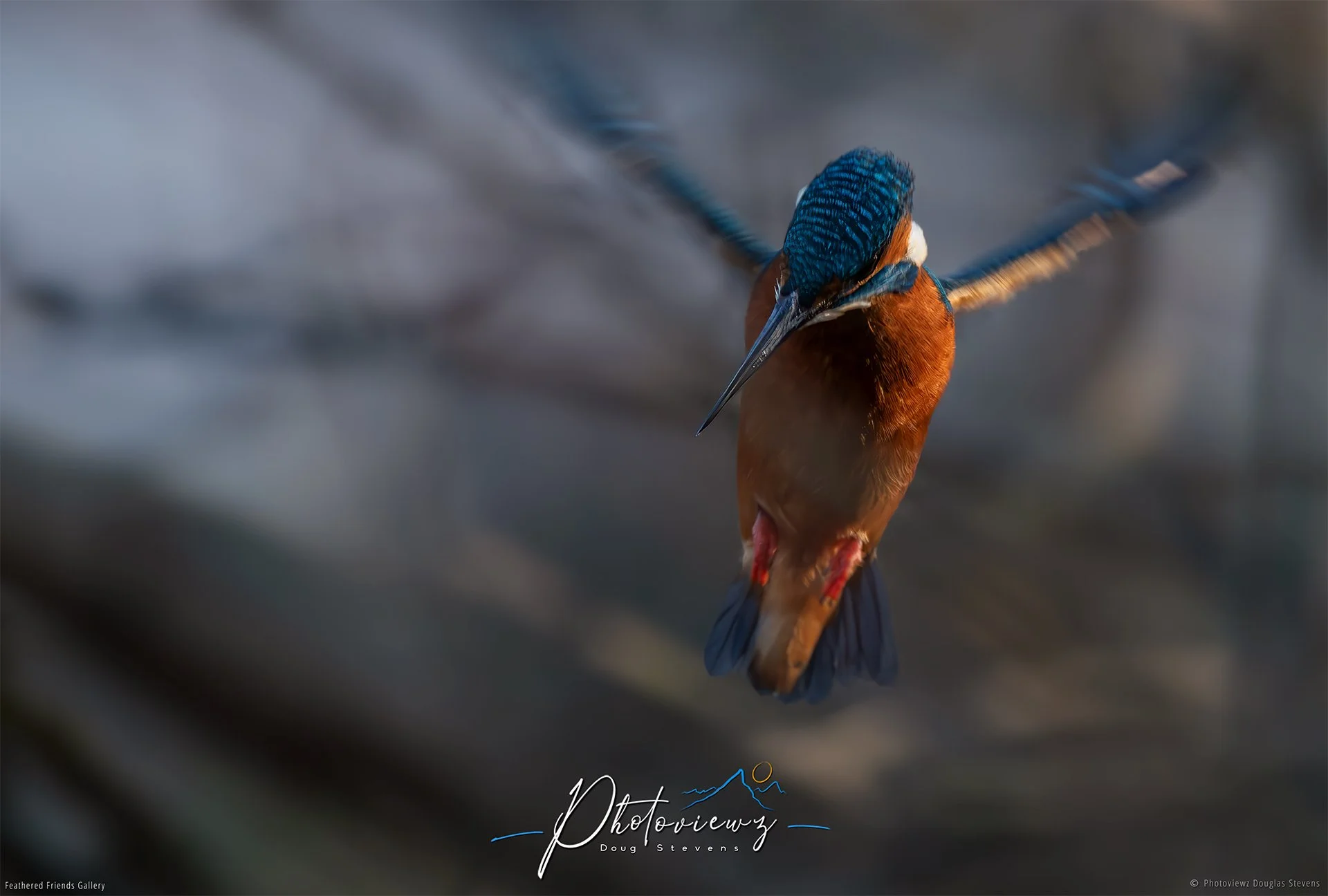 407_DST_Birds_2025_Kingfisher_L.jpg