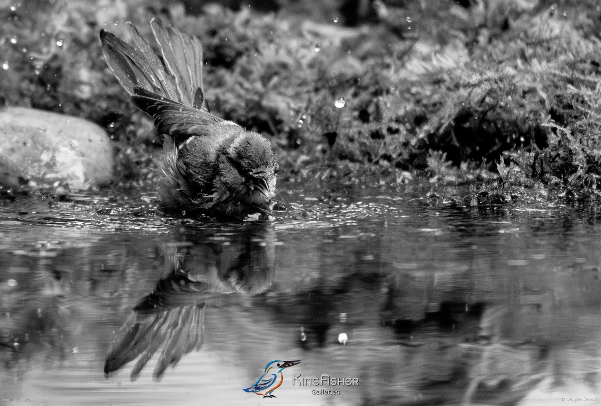 663_DST_Birds_2025_Blue_Tit_Bath_L_BW.jpg
