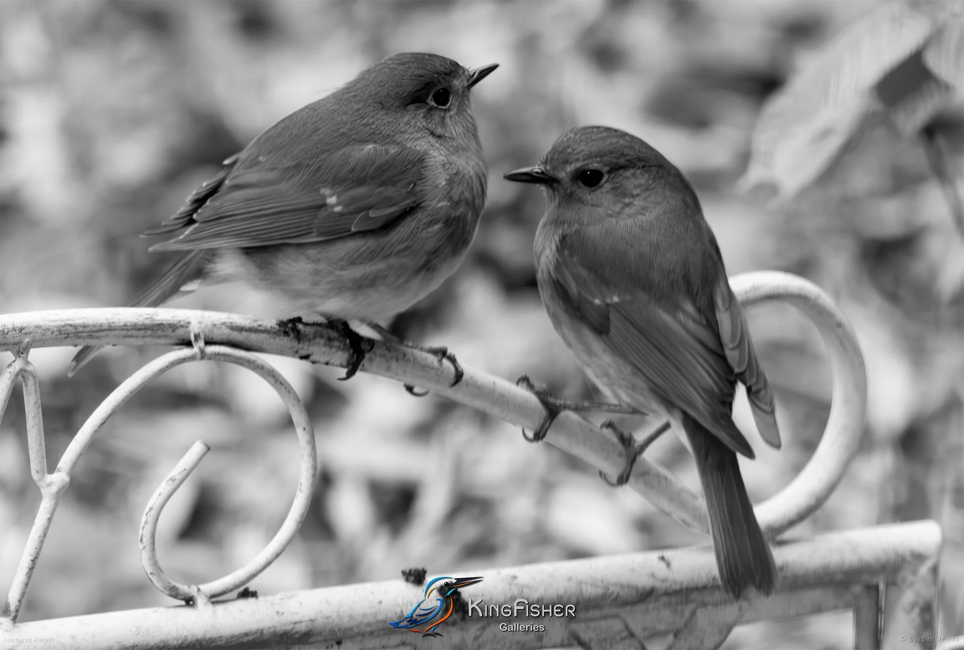 524_DST_Birds_2025_Robin_Mr_And_Mrs_L_BW.jpg