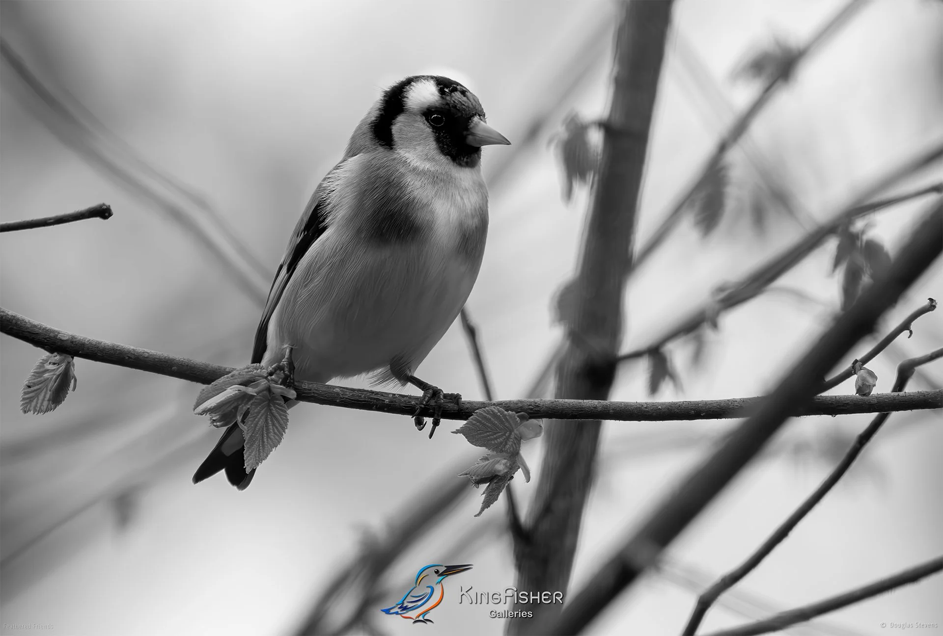 521_DST_Birds_2025_European_Goldfinch_L_BW.jpg