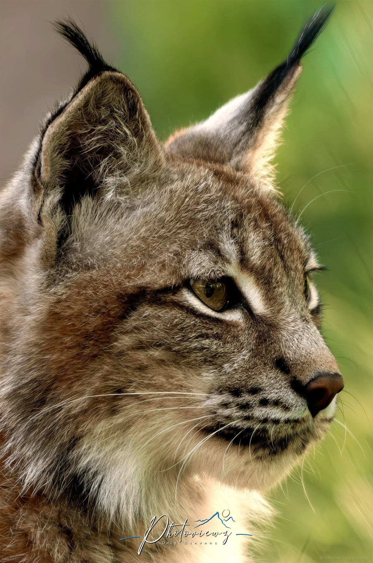 295_DST_Animals_Lynx_Profile_P.jpg