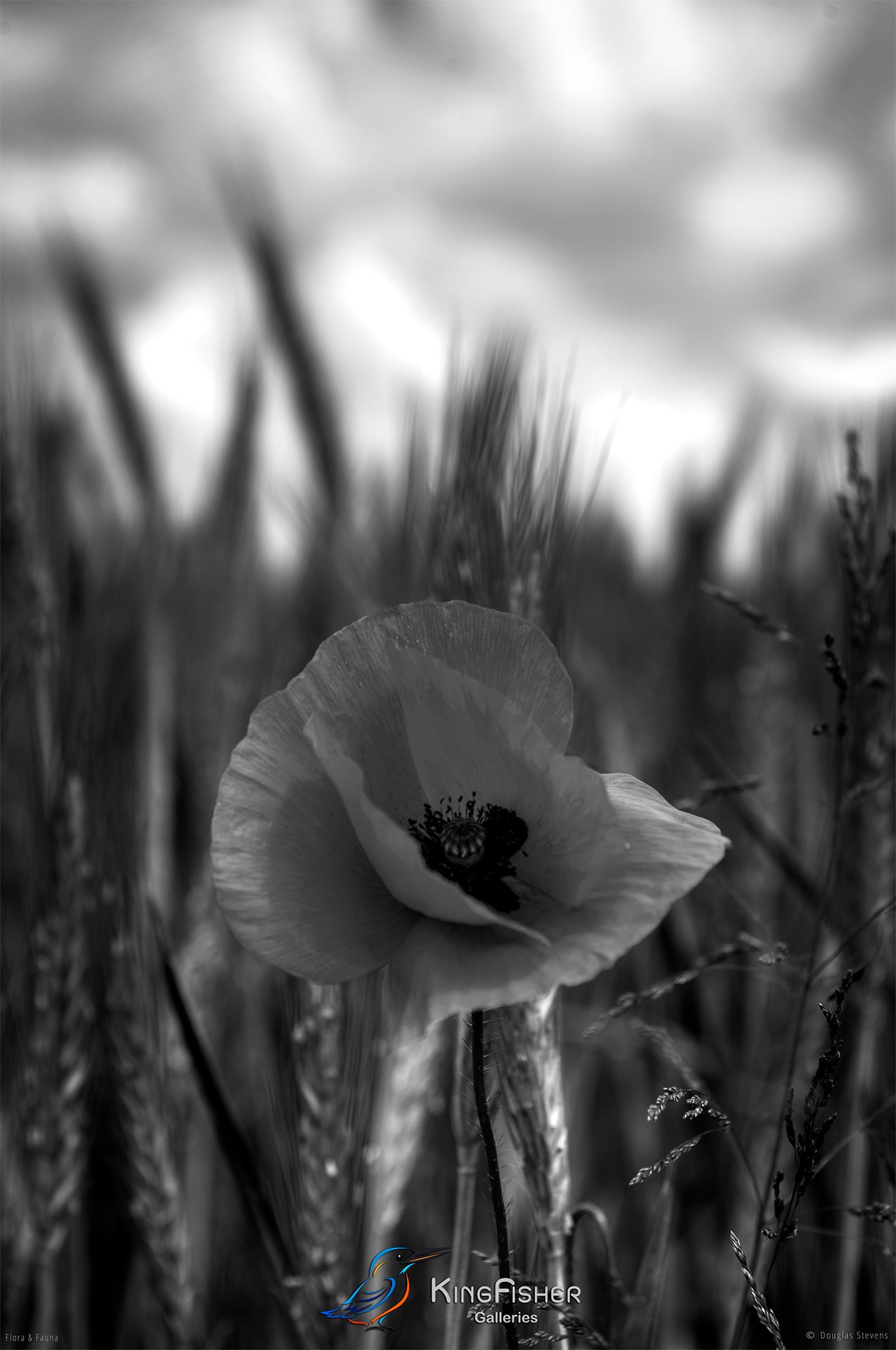 078_DST_Flora_Fauna_2012_Poppy_Day_P_BW.jpg