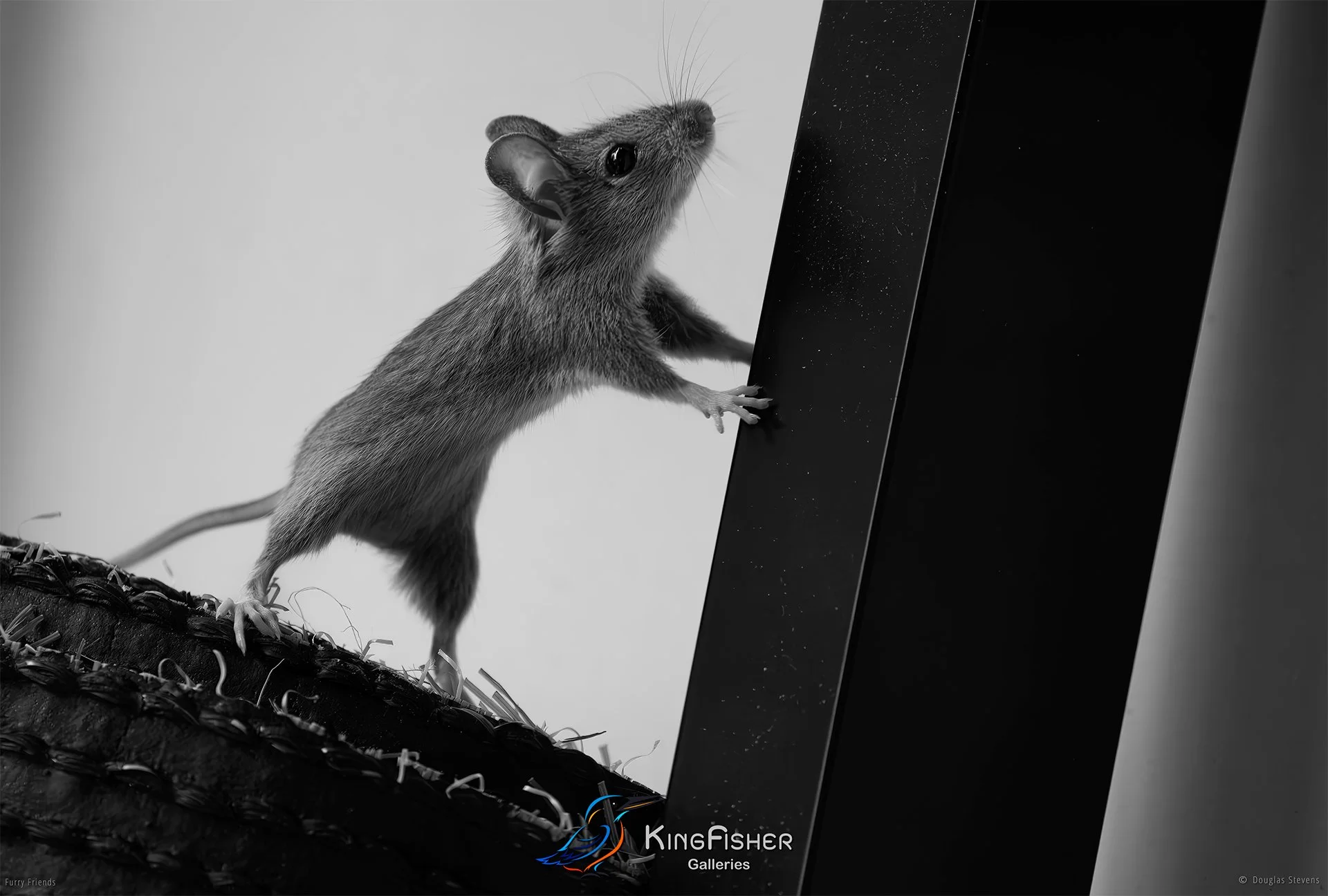 278_DST_Animals_Wood_Mouse_Push_It_L_BW.jpg