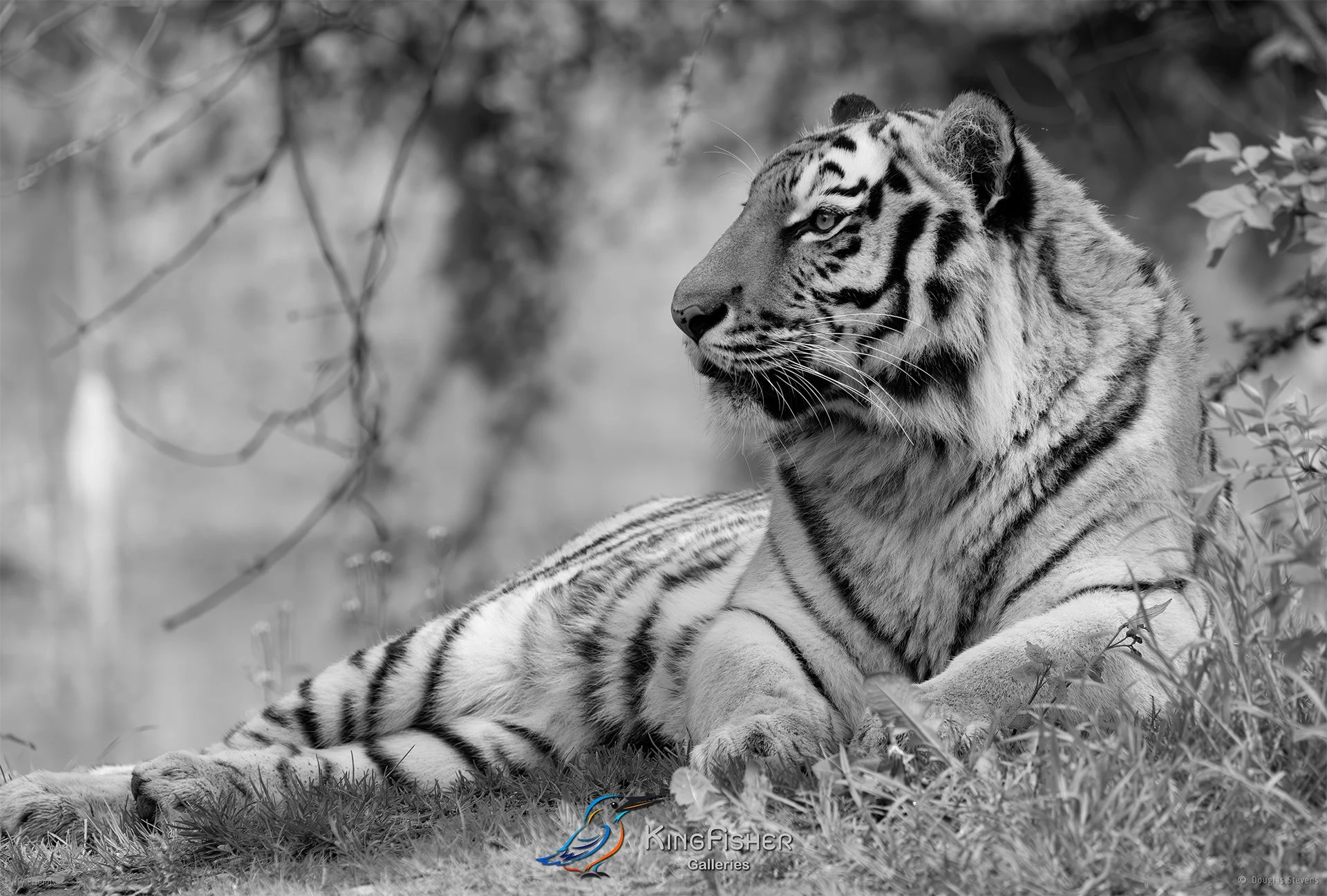 274_DST_Animals_Siberian_Tiger_Relaxed_L_BW.jpg