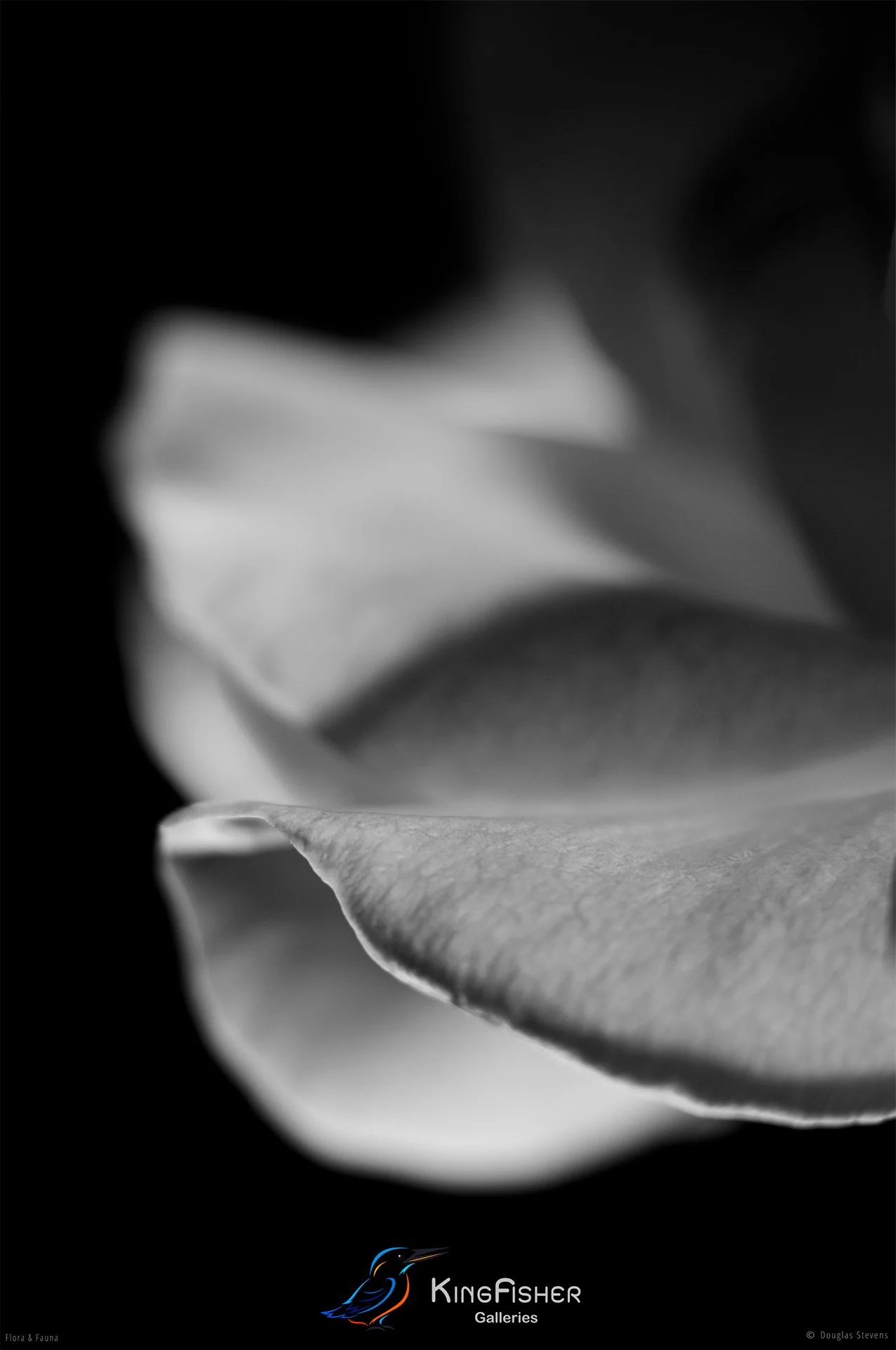 026_DST_Flora_Fauna_2008_Rose_Petal_P_BW.jpg